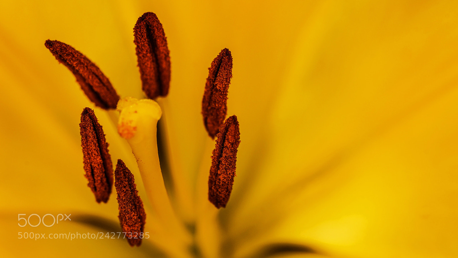 Sony a7 II sample photo. Flor photography