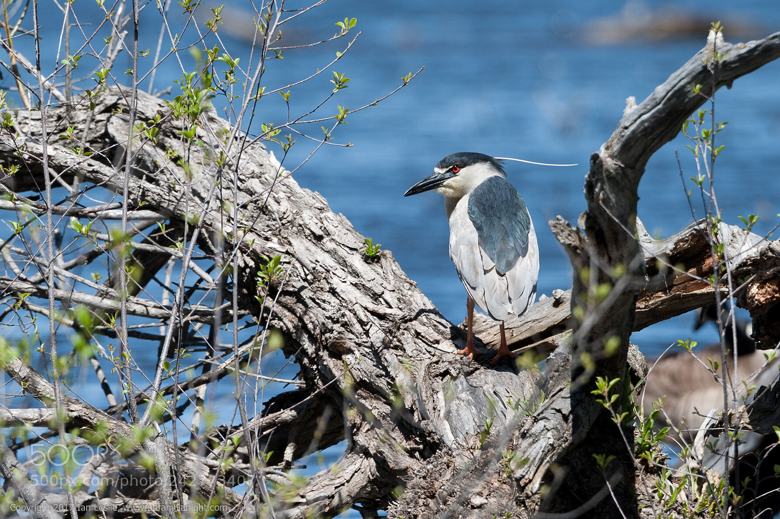 Nikon D700 sample photo. Black crowned nigh heron photography