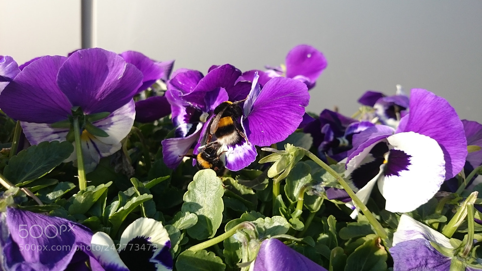 Sony Xperia Z2 sample photo. Bombus bee's photography