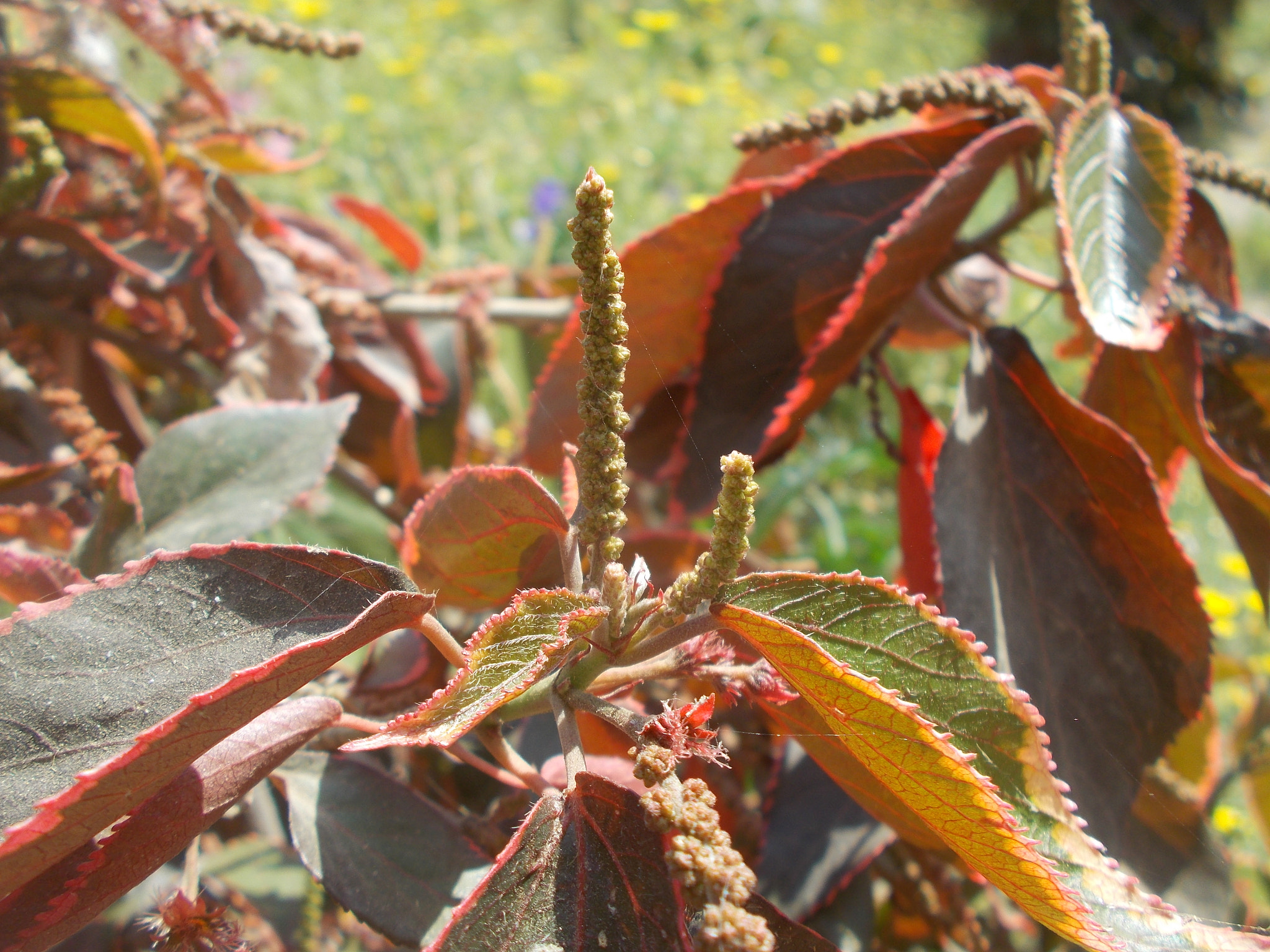 Nikon Coolpix L26 sample photo. A sunny day photography