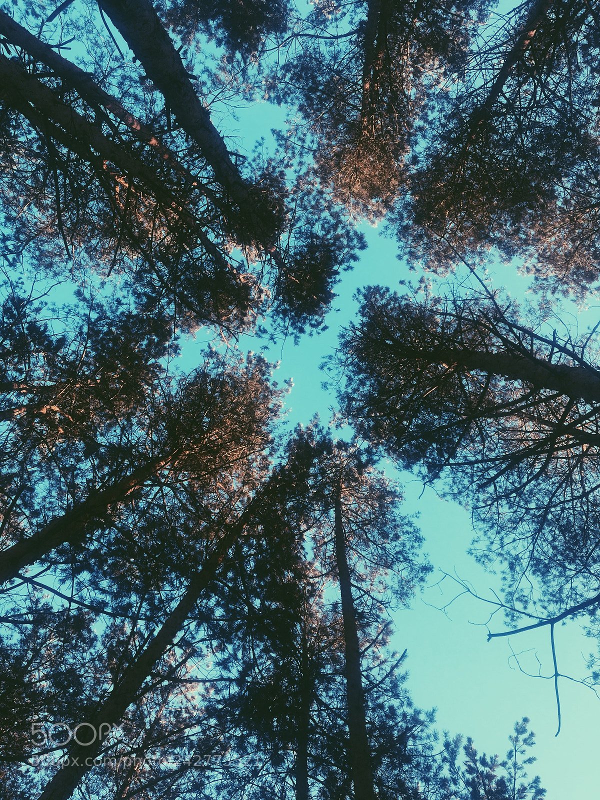 Apple iPhone 6s sample photo. Untitled photography