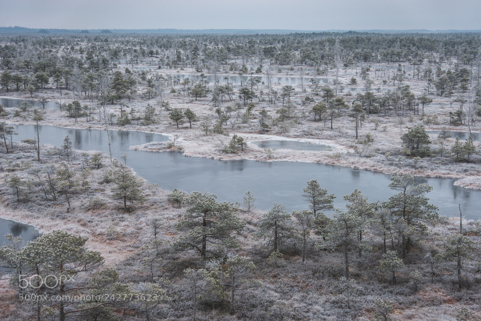 Nikon D610 sample photo. Great Ķemeri bog trail photography