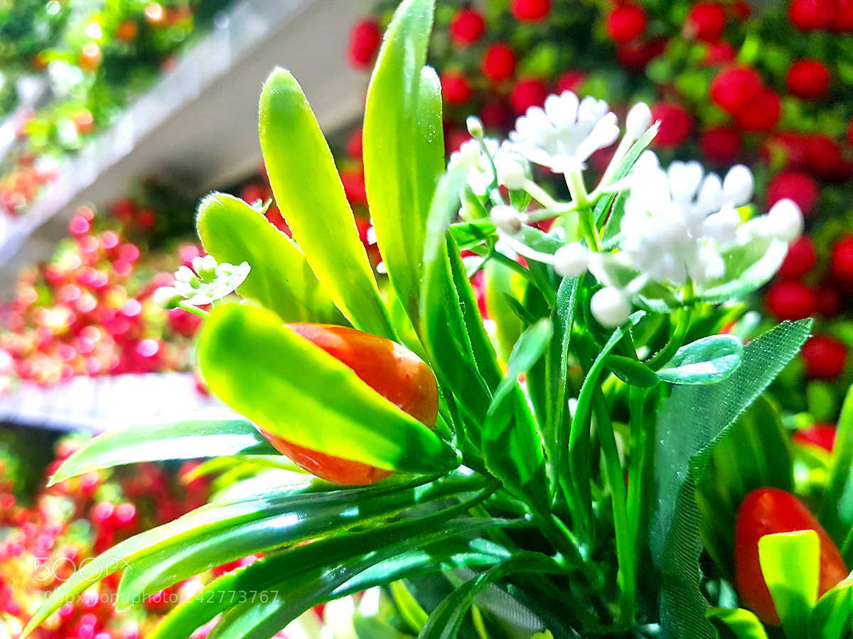 Samsung Galaxy S7 Edge sample photo. Roxe photography