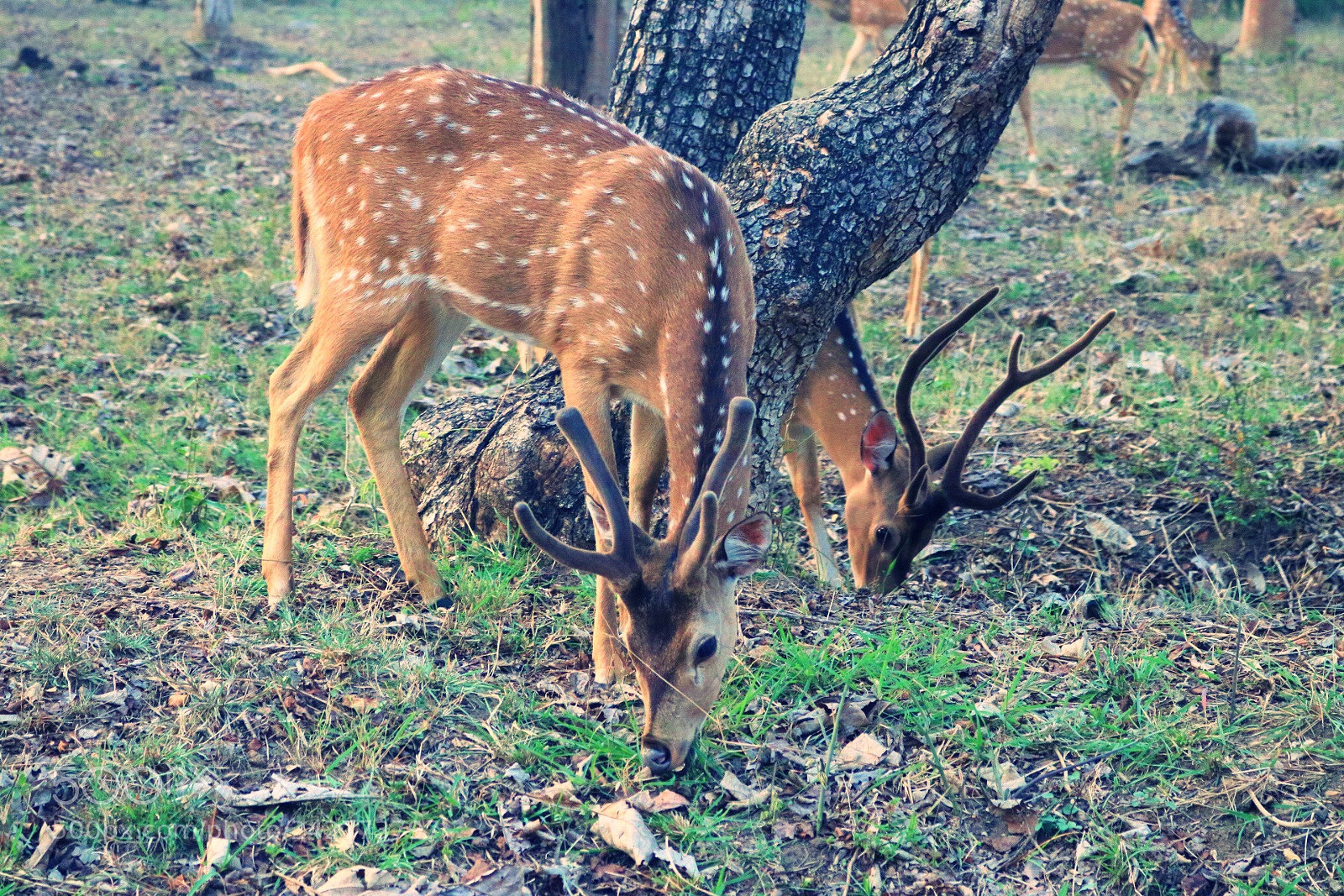 Canon EOS 750D (EOS Rebel T6i / EOS Kiss X8i) sample photo. Animal photography photography