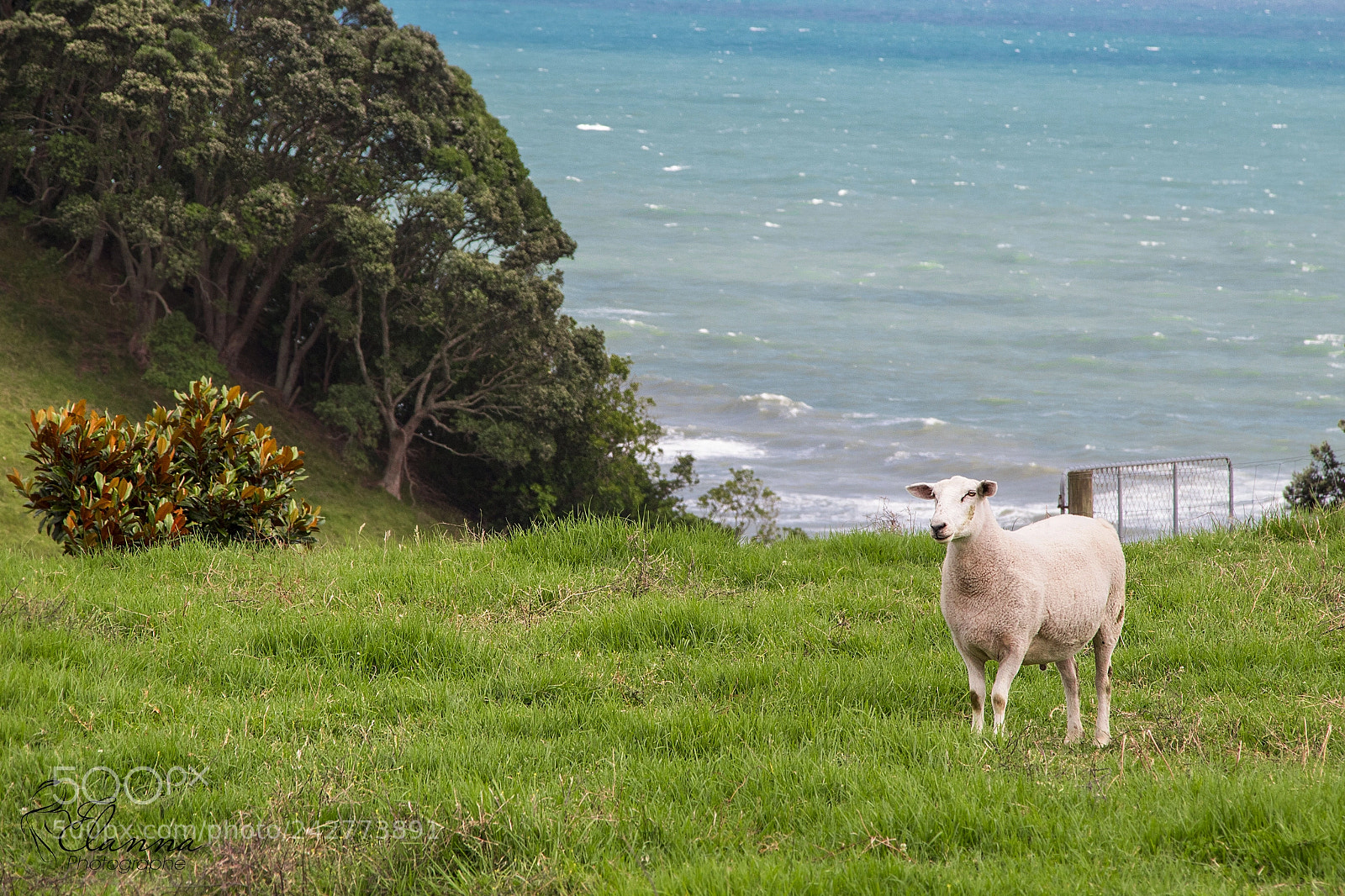 Canon EOS 1300D (EOS Rebel T6 / EOS Kiss X80) sample photo. Bay of plenty photography