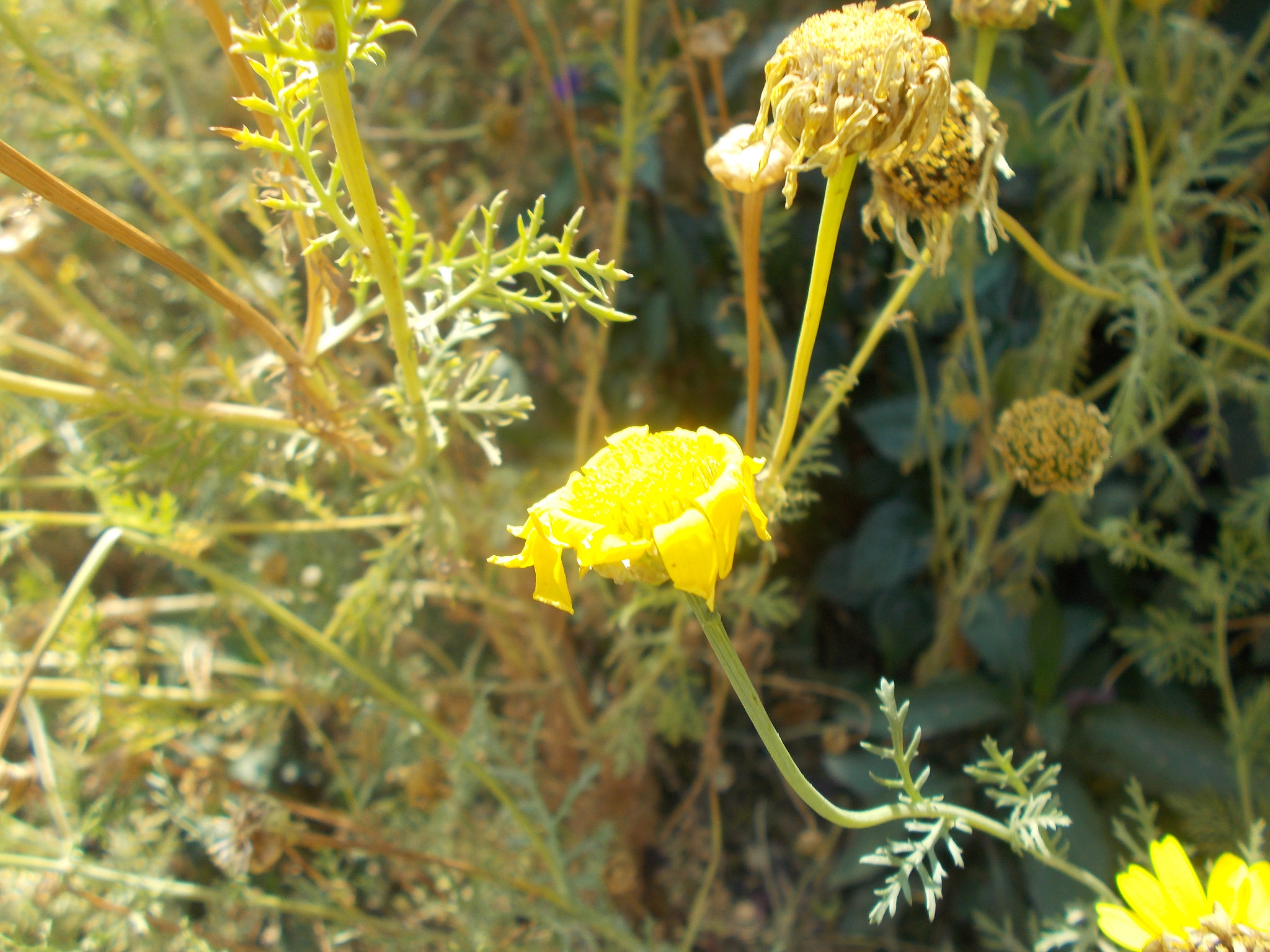 Nikon Coolpix L26 sample photo. Yellow flower got hit by the sun photography