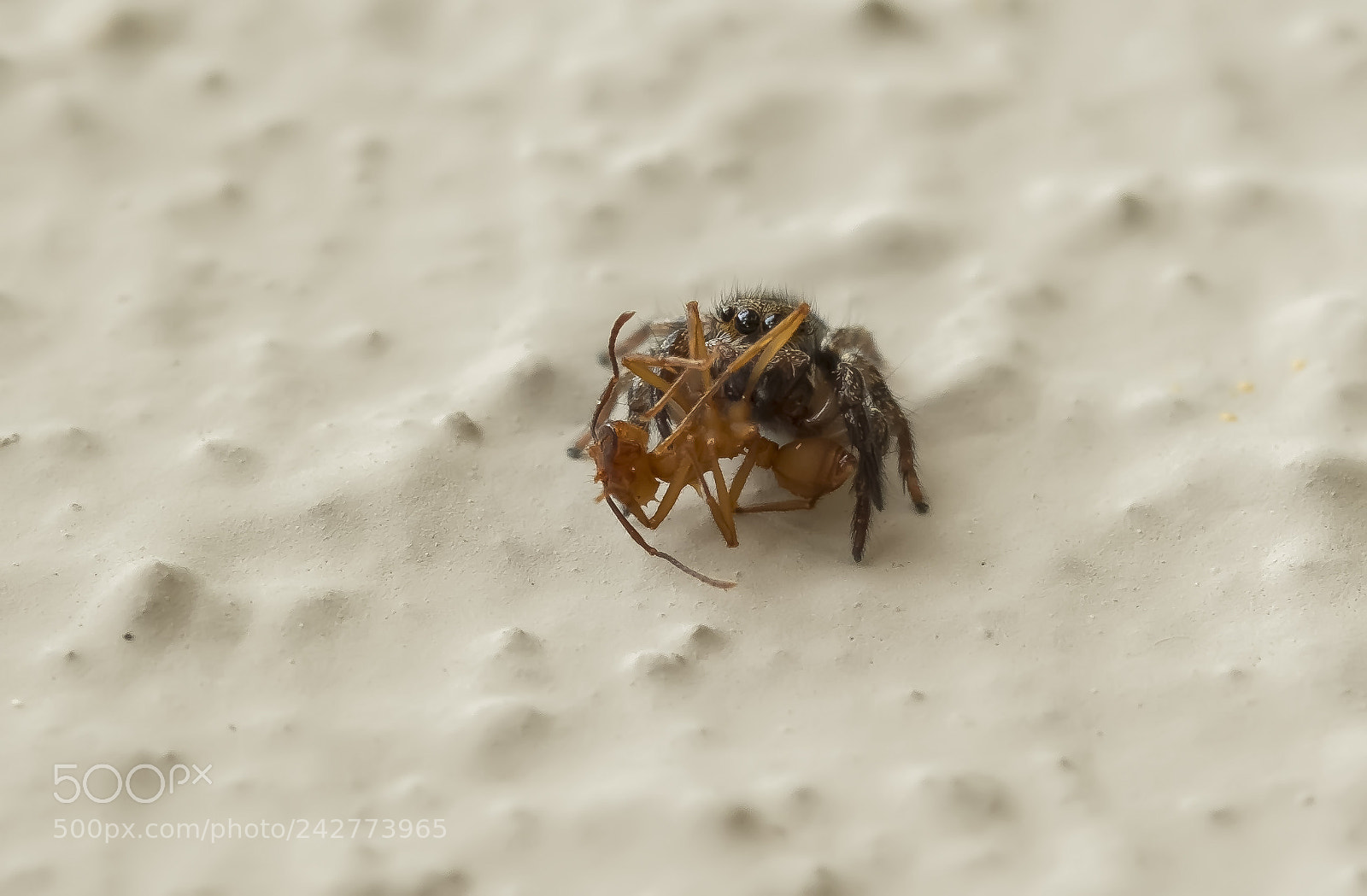 Fujifilm X-T2 sample photo. Aranhagreat snack photography