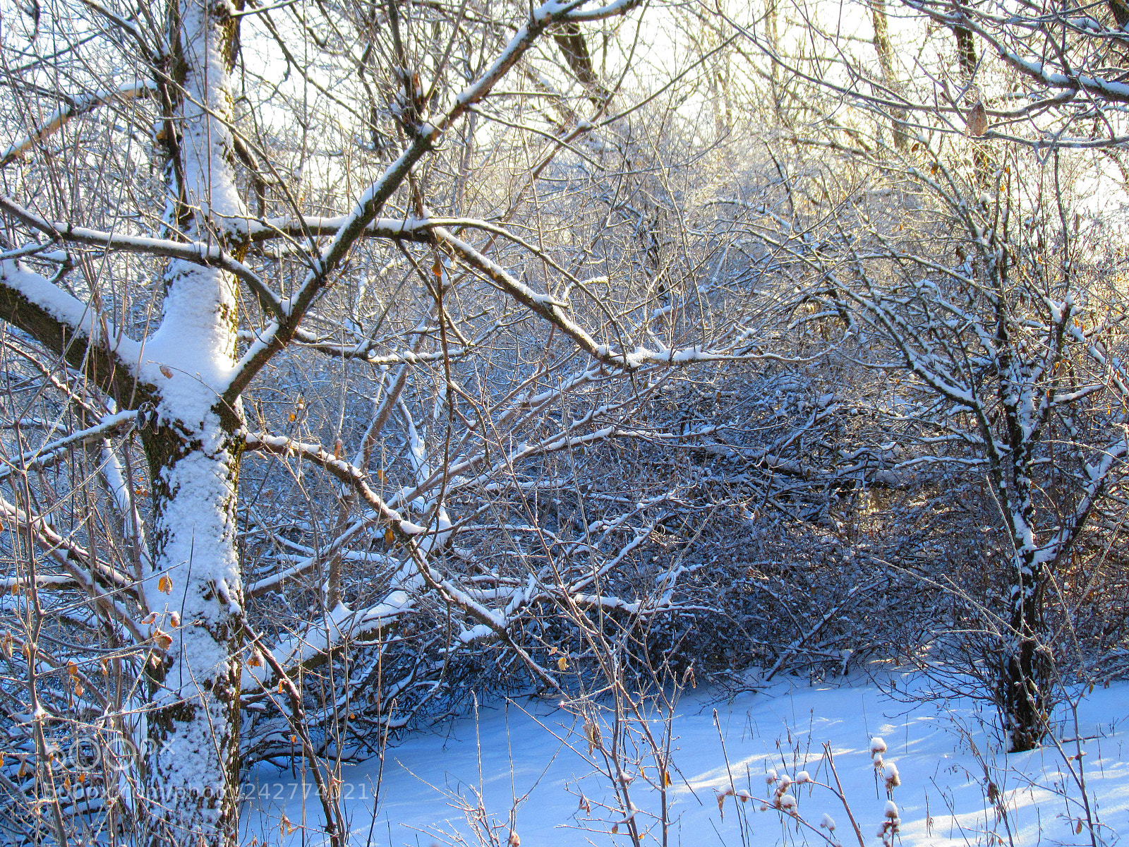 Canon PowerShot SX610 HS sample photo. Winter wonderland photography