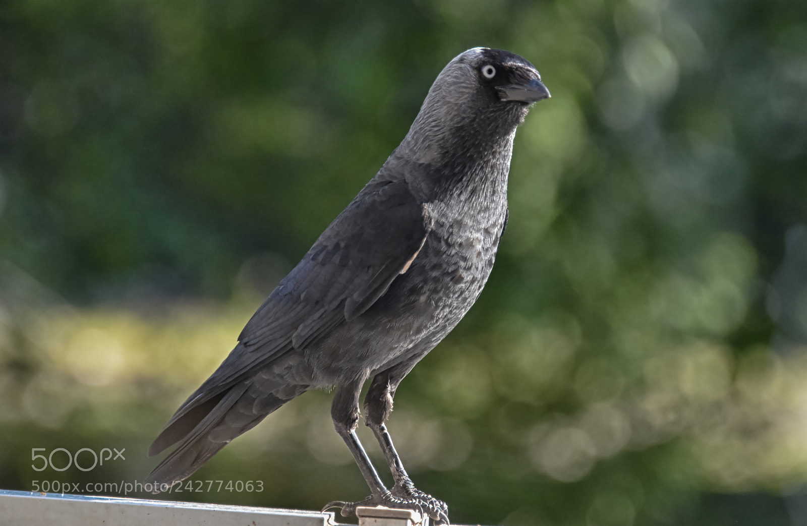 Nikon D5100 sample photo. The jackdaw, another visitor ! photography