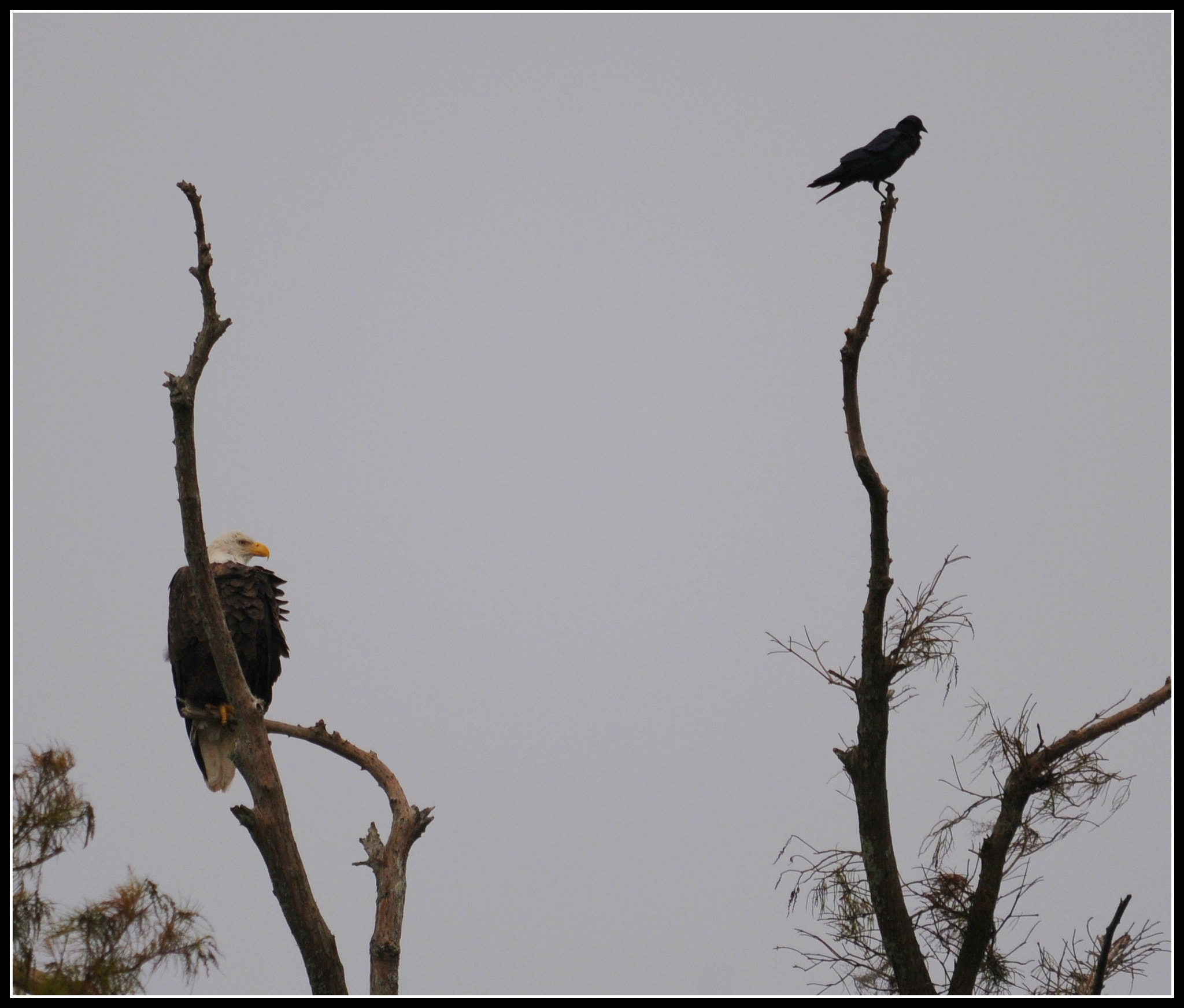 Sigma 150-500mm F5-6.3 DG OS HSM sample photo. H photography