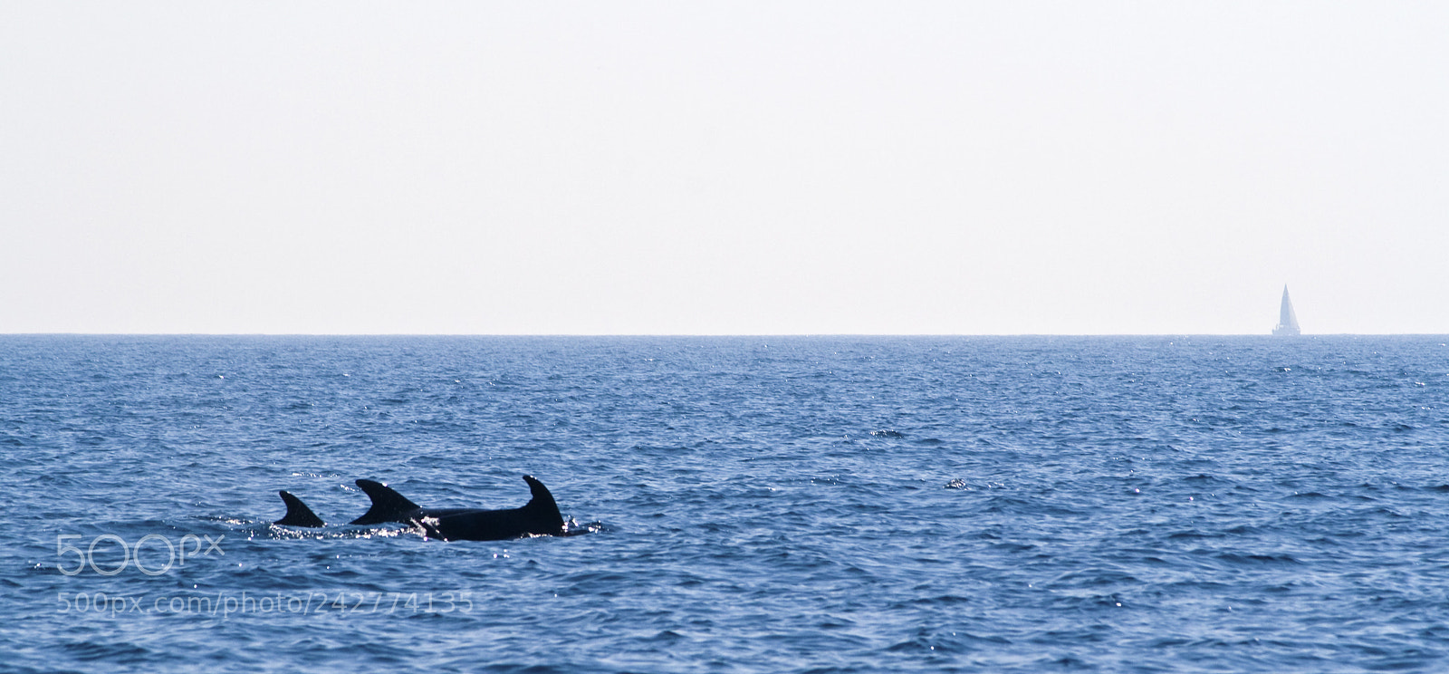 Canon EOS 400D (EOS Digital Rebel XTi / EOS Kiss Digital X) sample photo. Dolphins in open water photography
