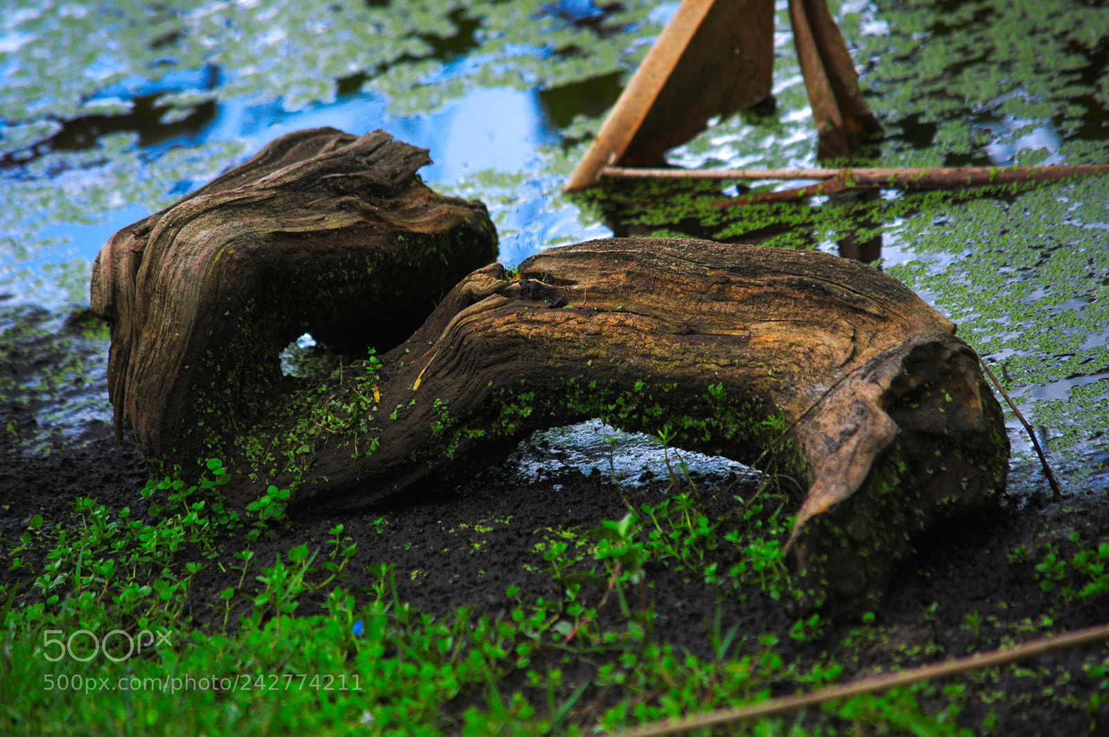 Nikon D3200 sample photo. Whole little world photography