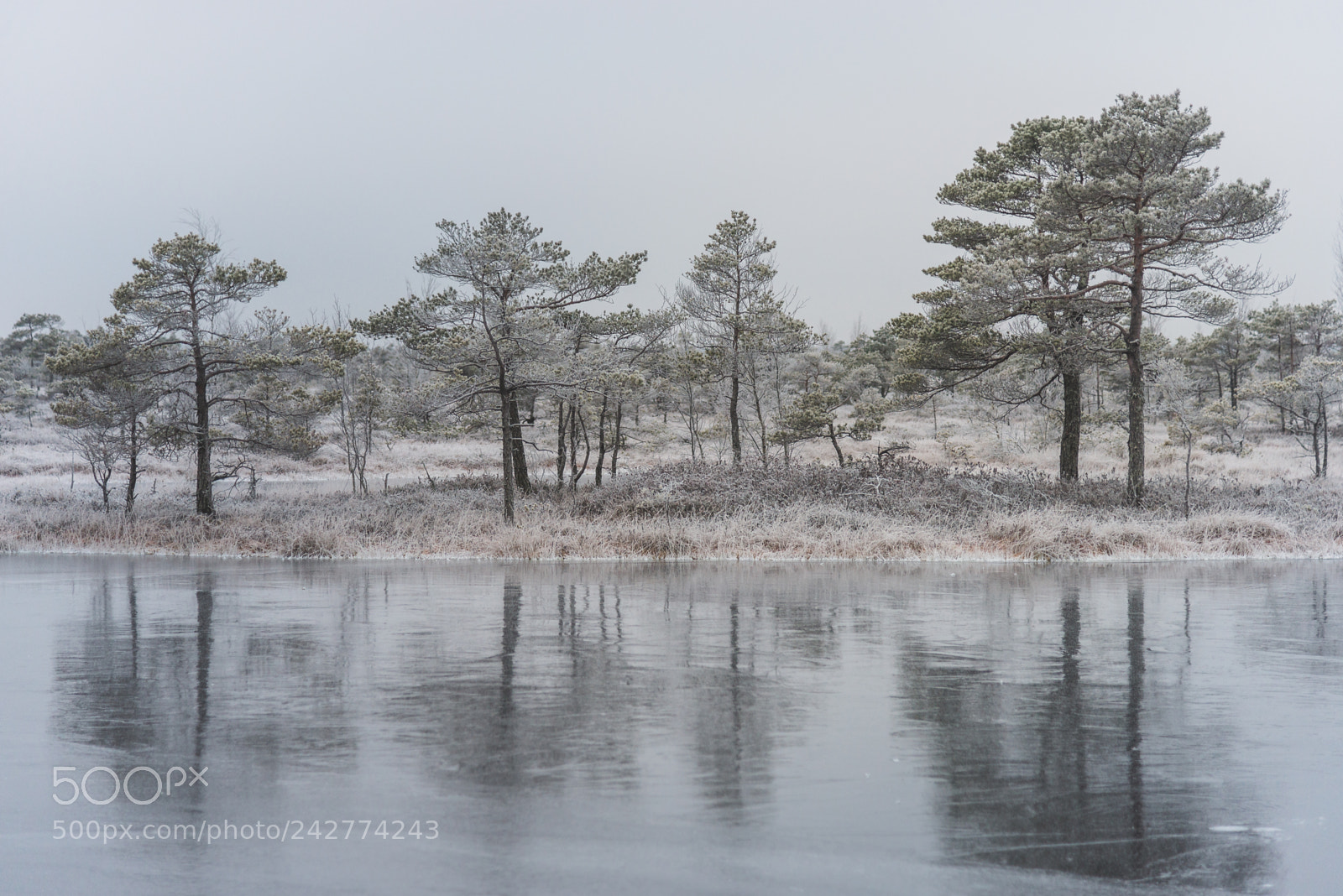 Nikon D610 sample photo. Great Ķemeri bog trail photography