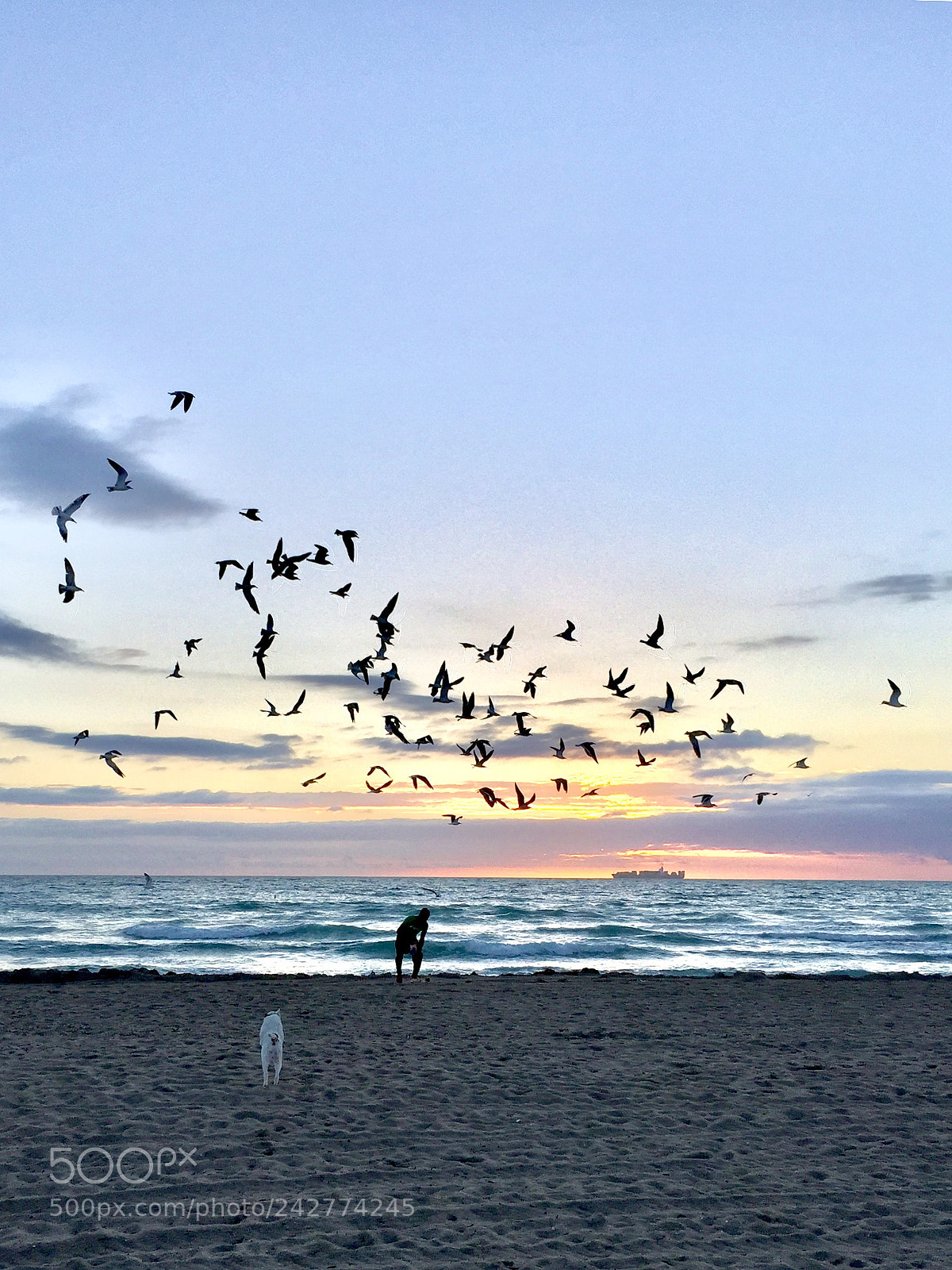 Apple iPhone 6 Plus sample photo. Happy dog 7:00 am photography
