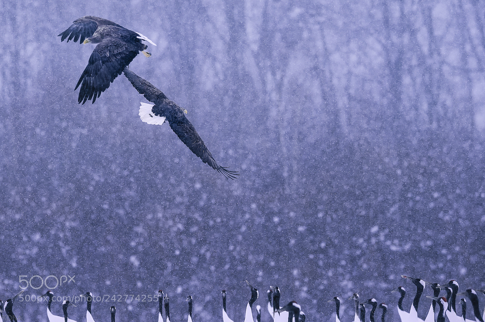 Nikon D3 sample photo. Edit photography
