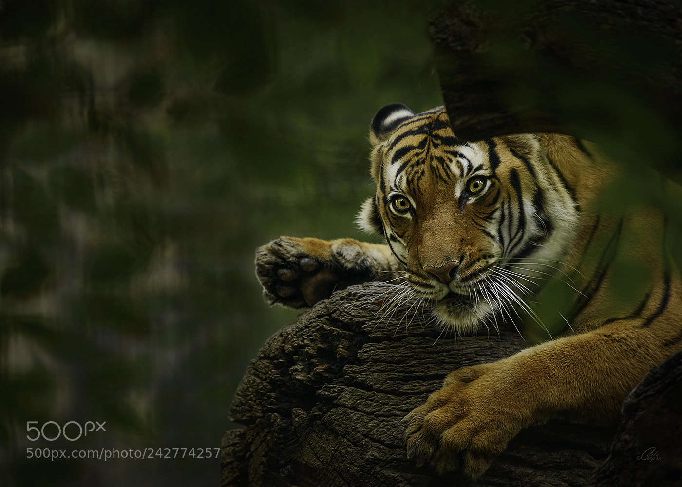 Nikon D800 sample photo. Tiger photography