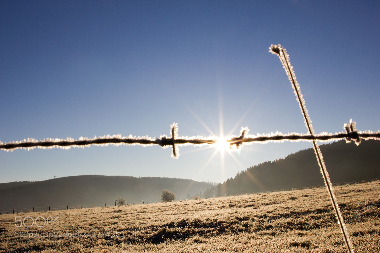 Canon EOS 550D (EOS Rebel T2i / EOS Kiss X4) sample photo. Barbed wire in the photography