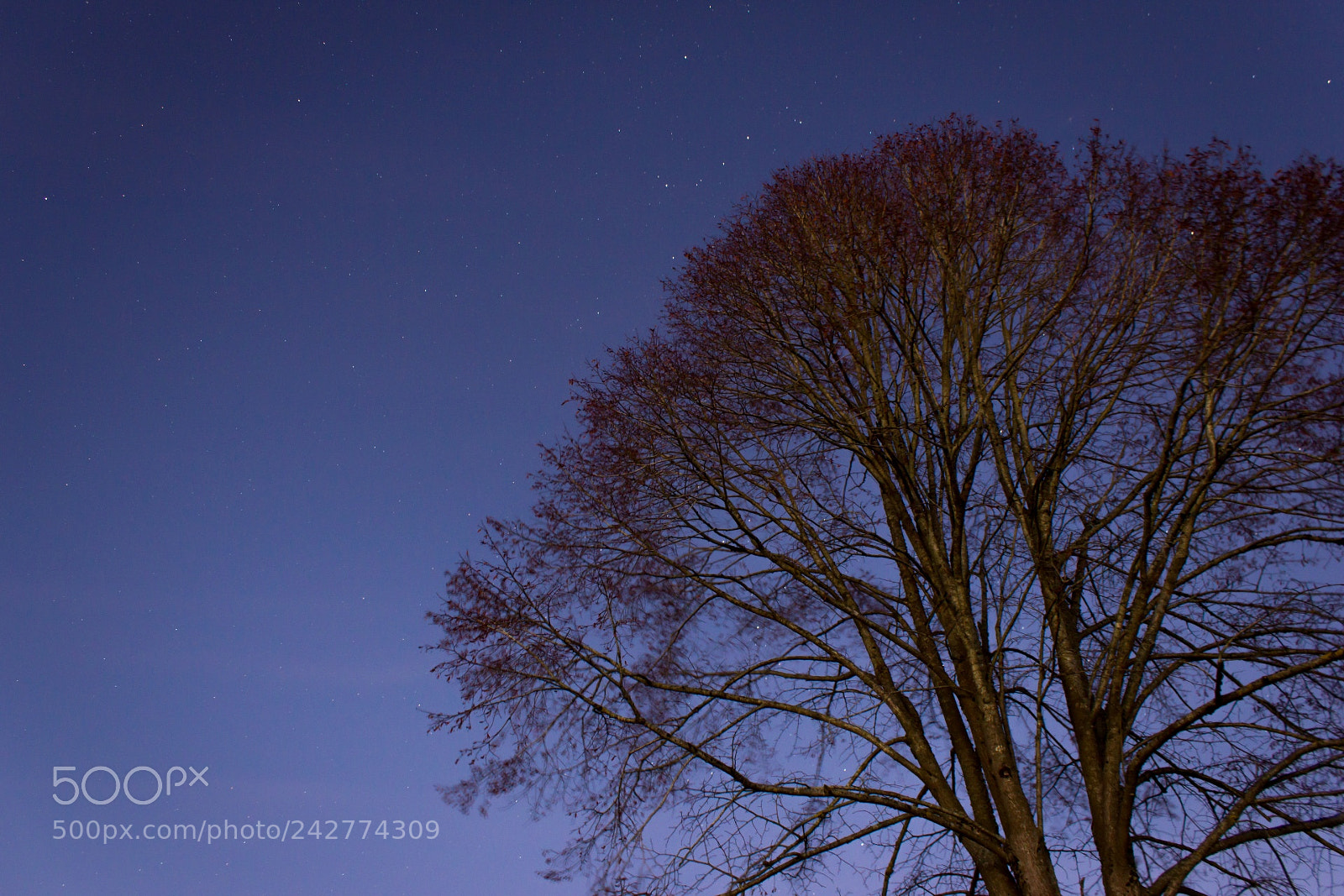 Canon EOS 550D (EOS Rebel T2i / EOS Kiss X4) sample photo. A tree by night photography