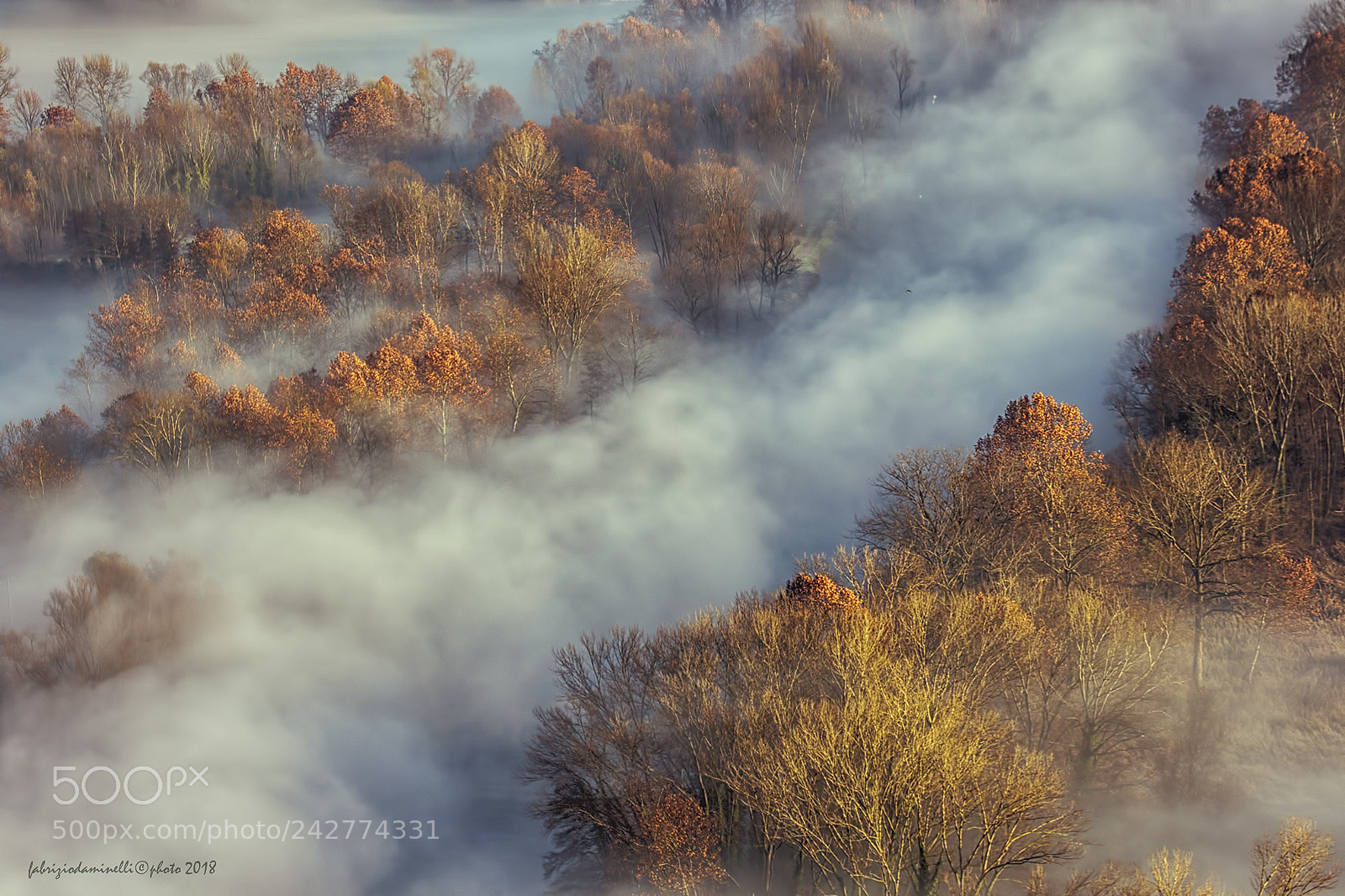 Canon EOS 7D Mark II sample photo. Trees and foggy photography