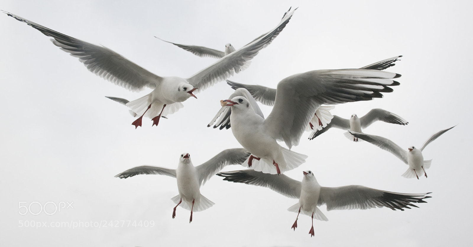Nikon D800 sample photo. Feeding seagulls photography