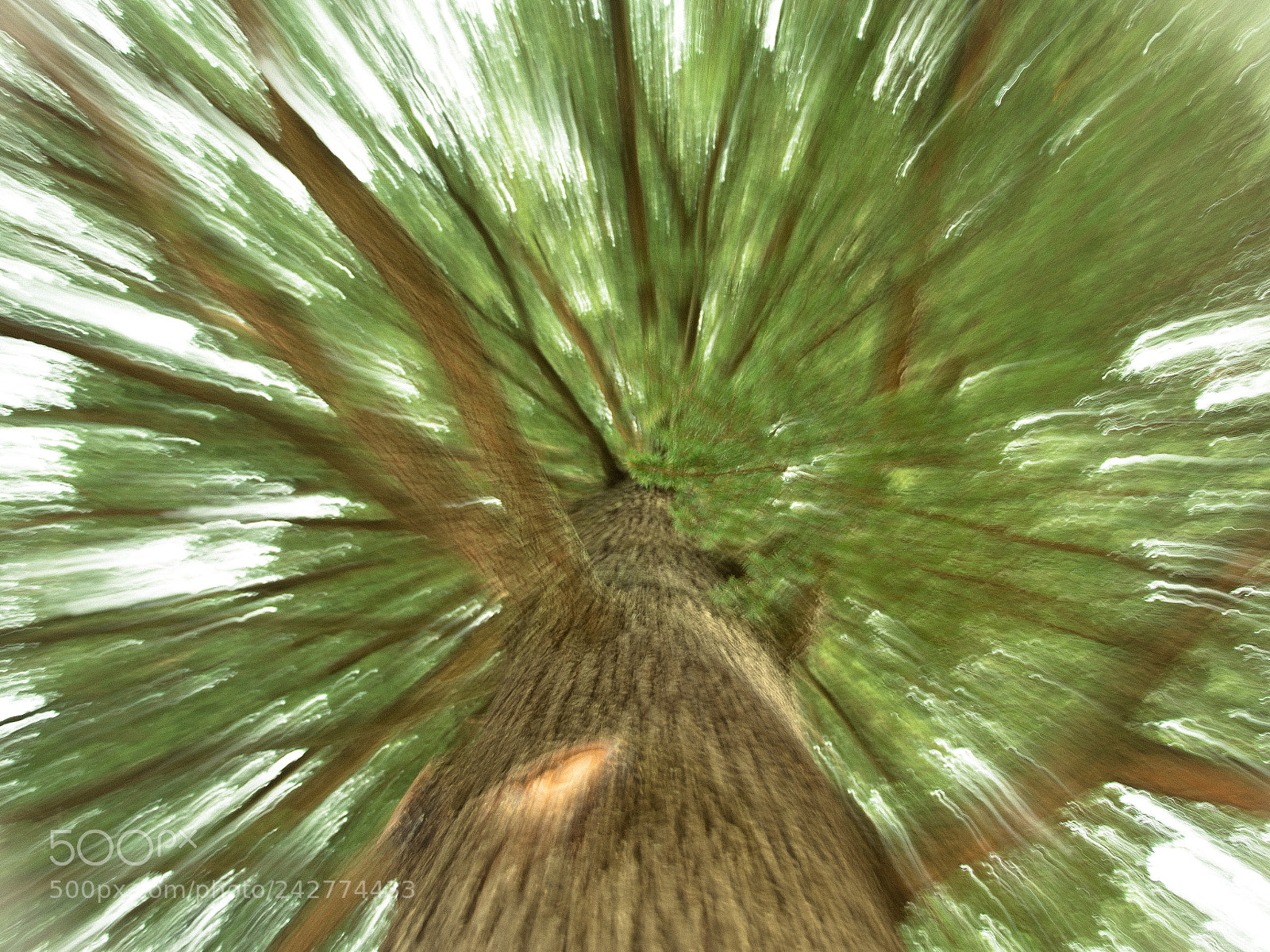 Nikon D5500 sample photo. Dynamic tree photography