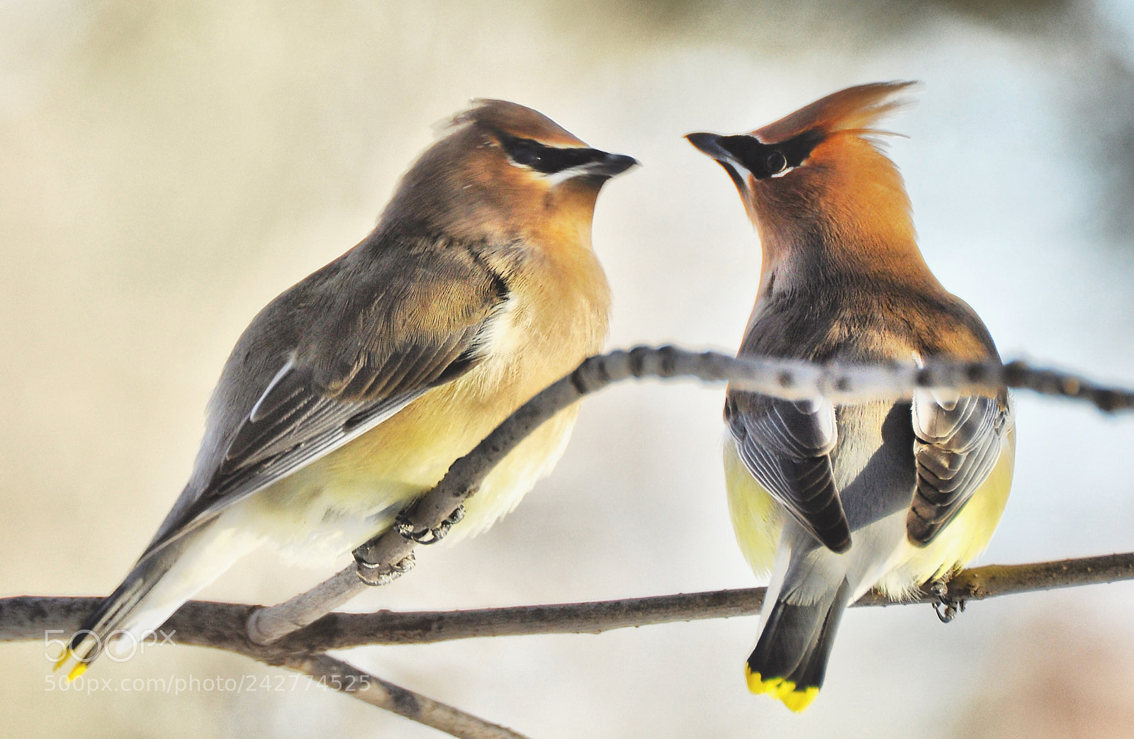 Nikon D90 sample photo. Waxwings photography