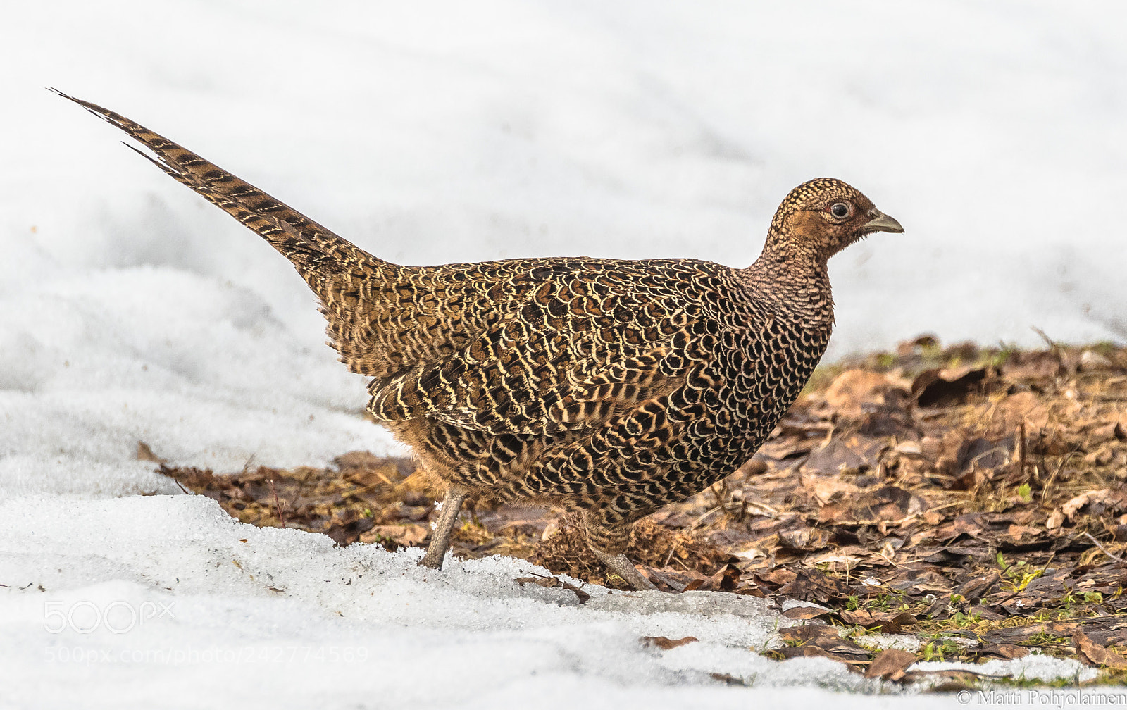 Canon EOS 7D Mark II sample photo. Pheasant photography