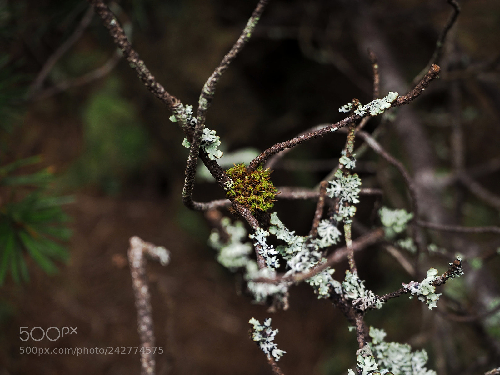 Olympus OM-D E-M10 II sample photo. Lichen photography