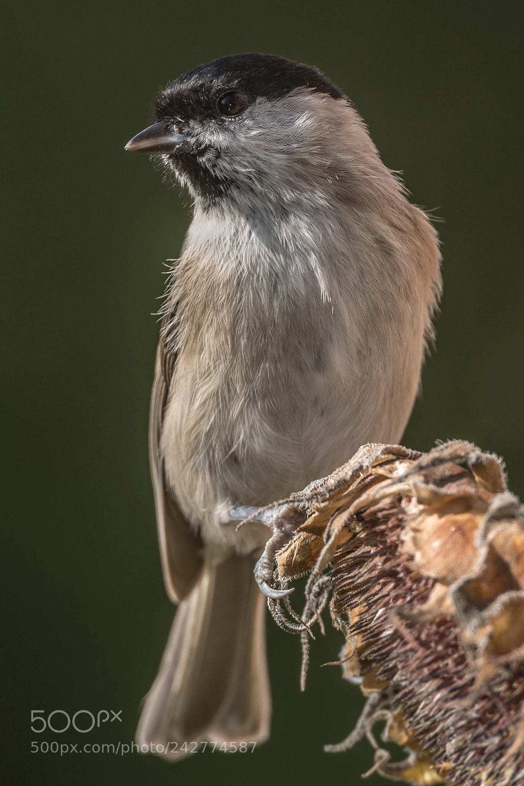 Nikon D850 sample photo. Sumpfmeise photography