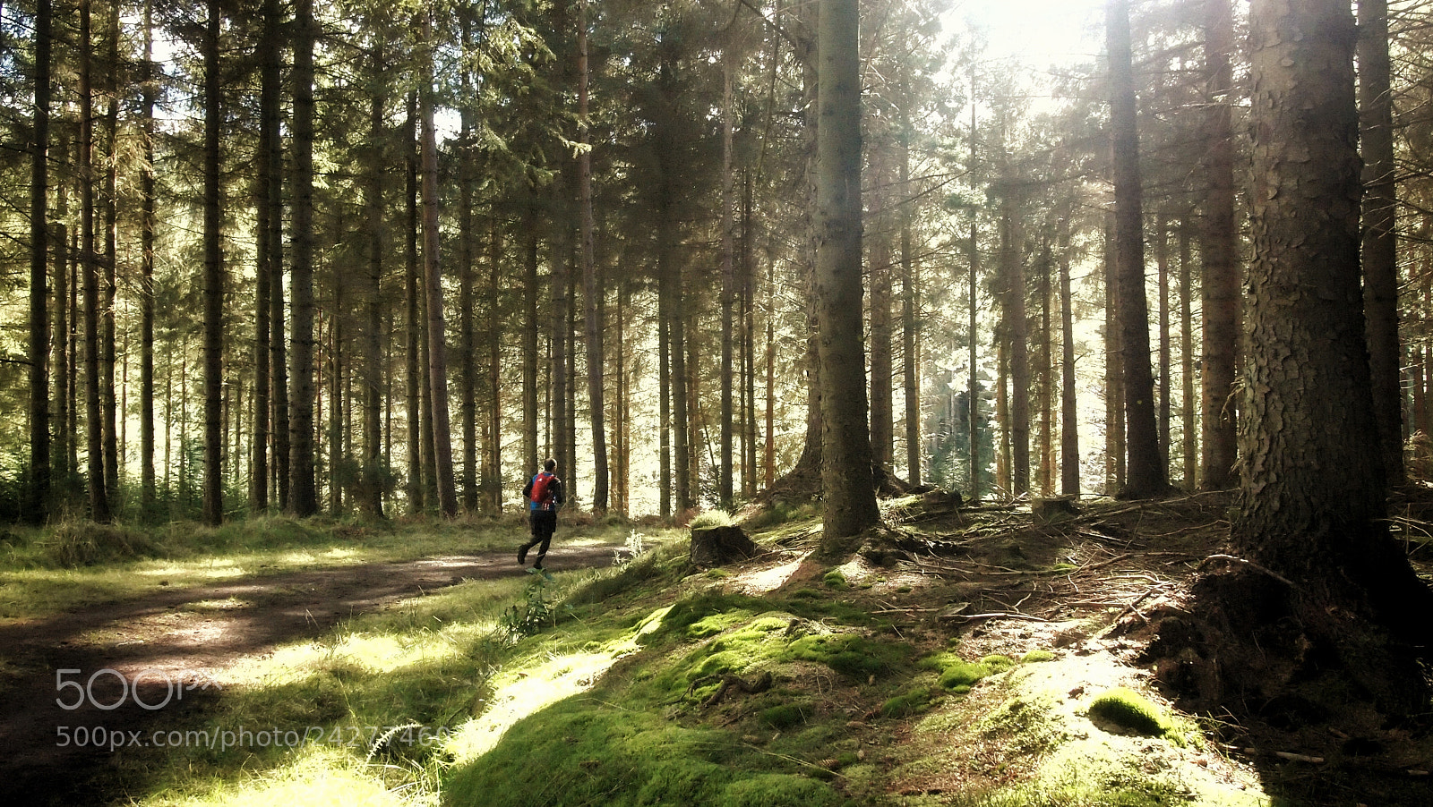 Olympus PEN E-PL1 sample photo. Woodland runner photography