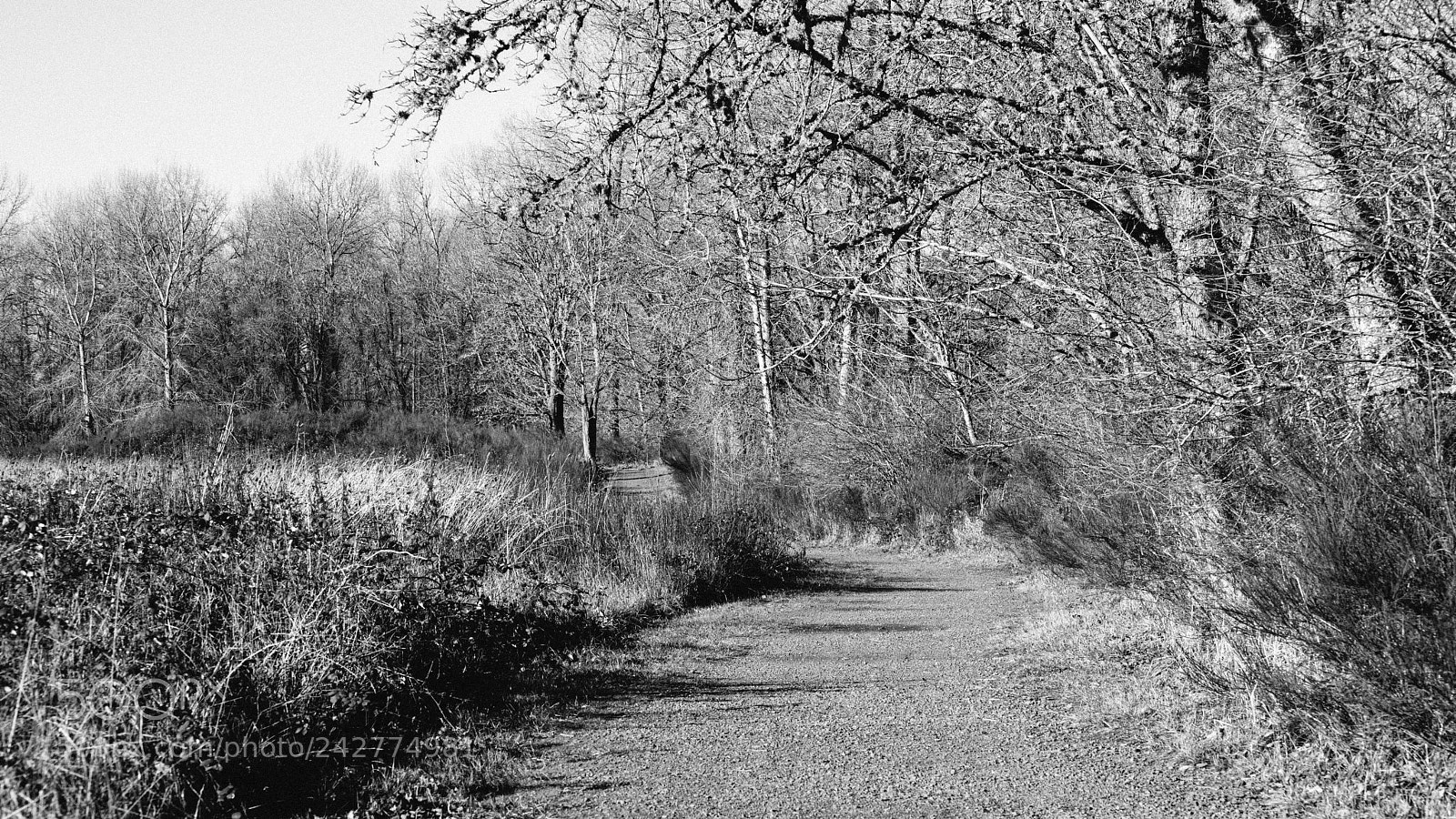 Nikon D800 sample photo. Dormant photography