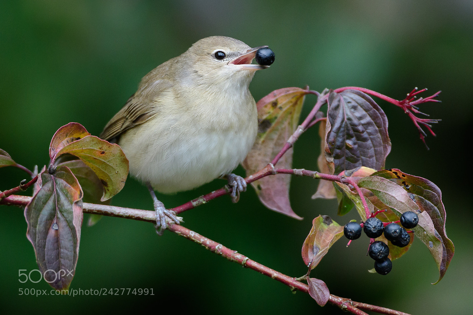 Nikon D500 sample photo. Garden warbler gartengrasm cke photography