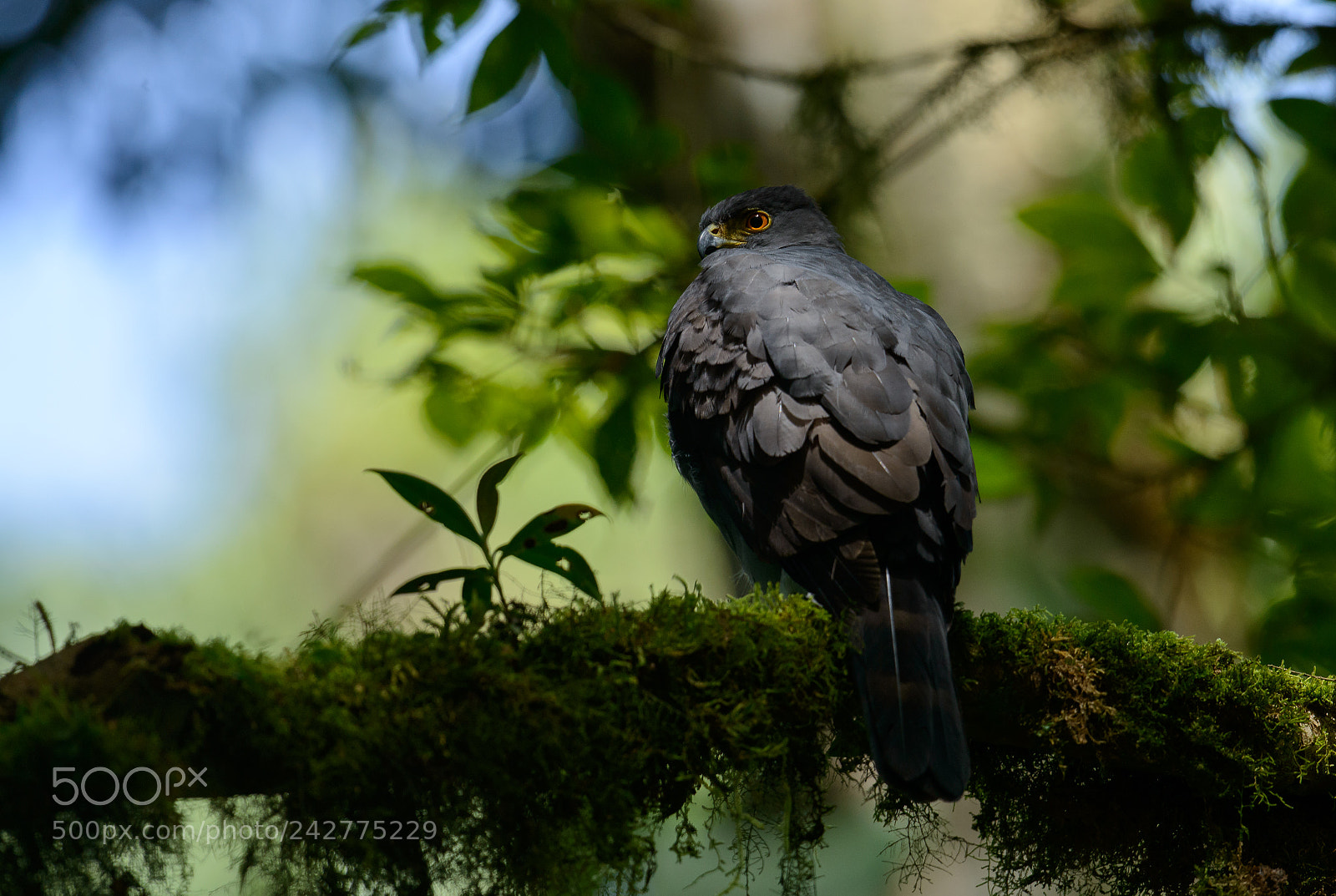 Nikon D800 sample photo. Bicolored hawk waiting in photography