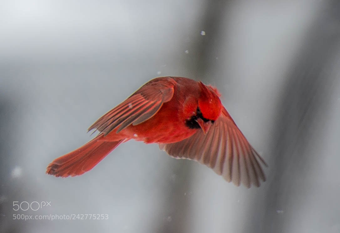 Nikon D4 sample photo. Cardinal hovering! photography