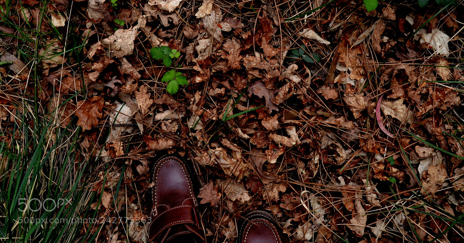 Nikon D3100 sample photo. Copia photography