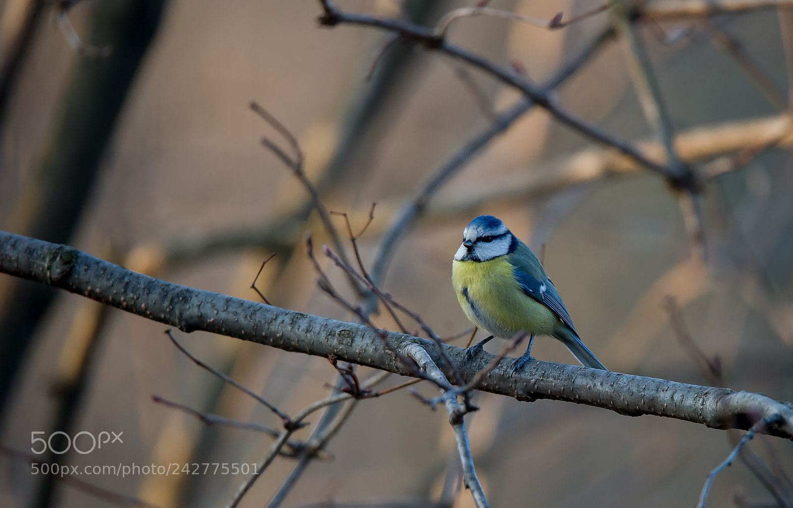 Nikon D3S sample photo. Blue tit (cyanistes caeruleus) photography