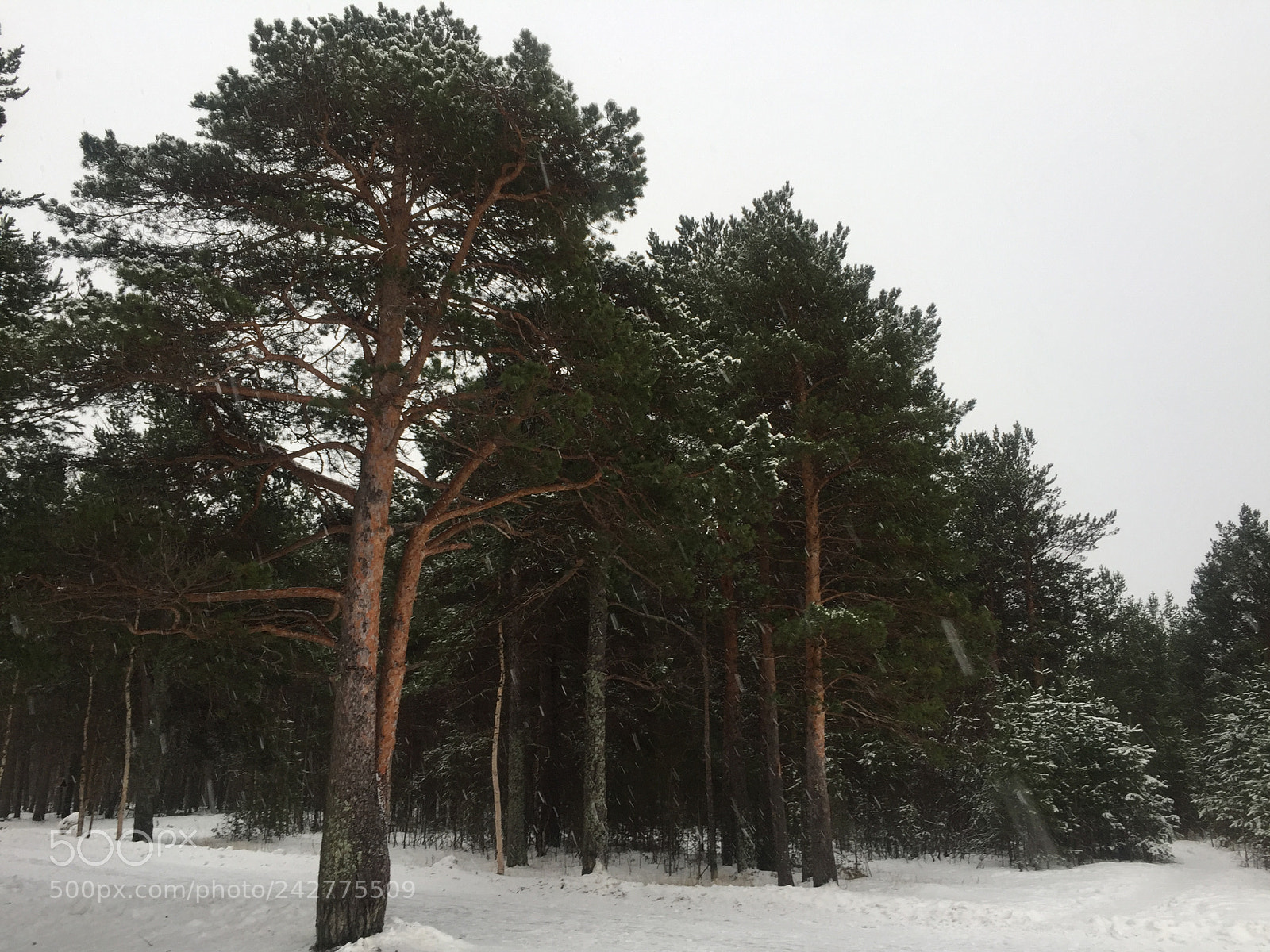 Apple iPhone 6 sample photo. Сосны на побережье Белого моря. о.Ягры, Северодвинск. 04.01.18г. photography