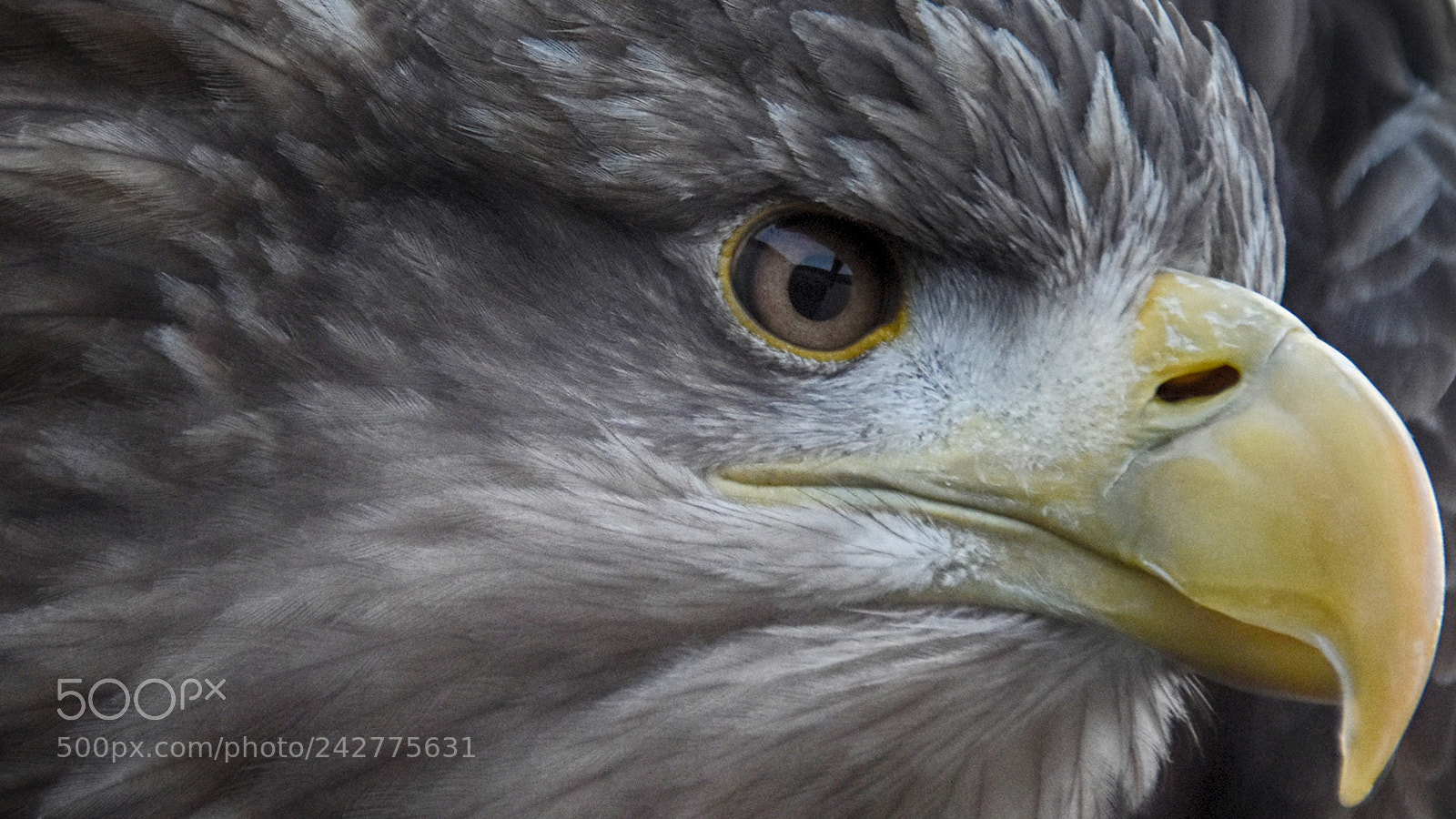 Nikon D7200 sample photo. Eagle eye photography