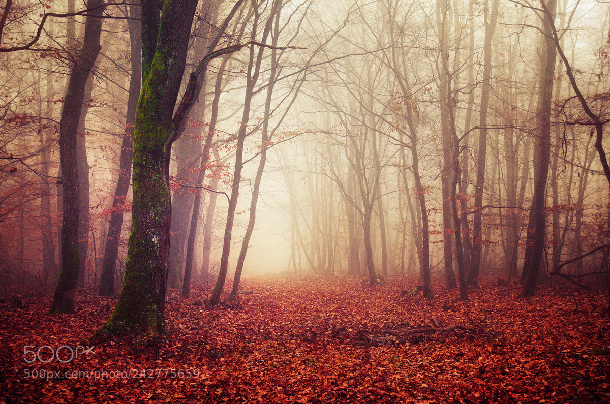 Nikon D5100 sample photo. Fading autumn viii. photography