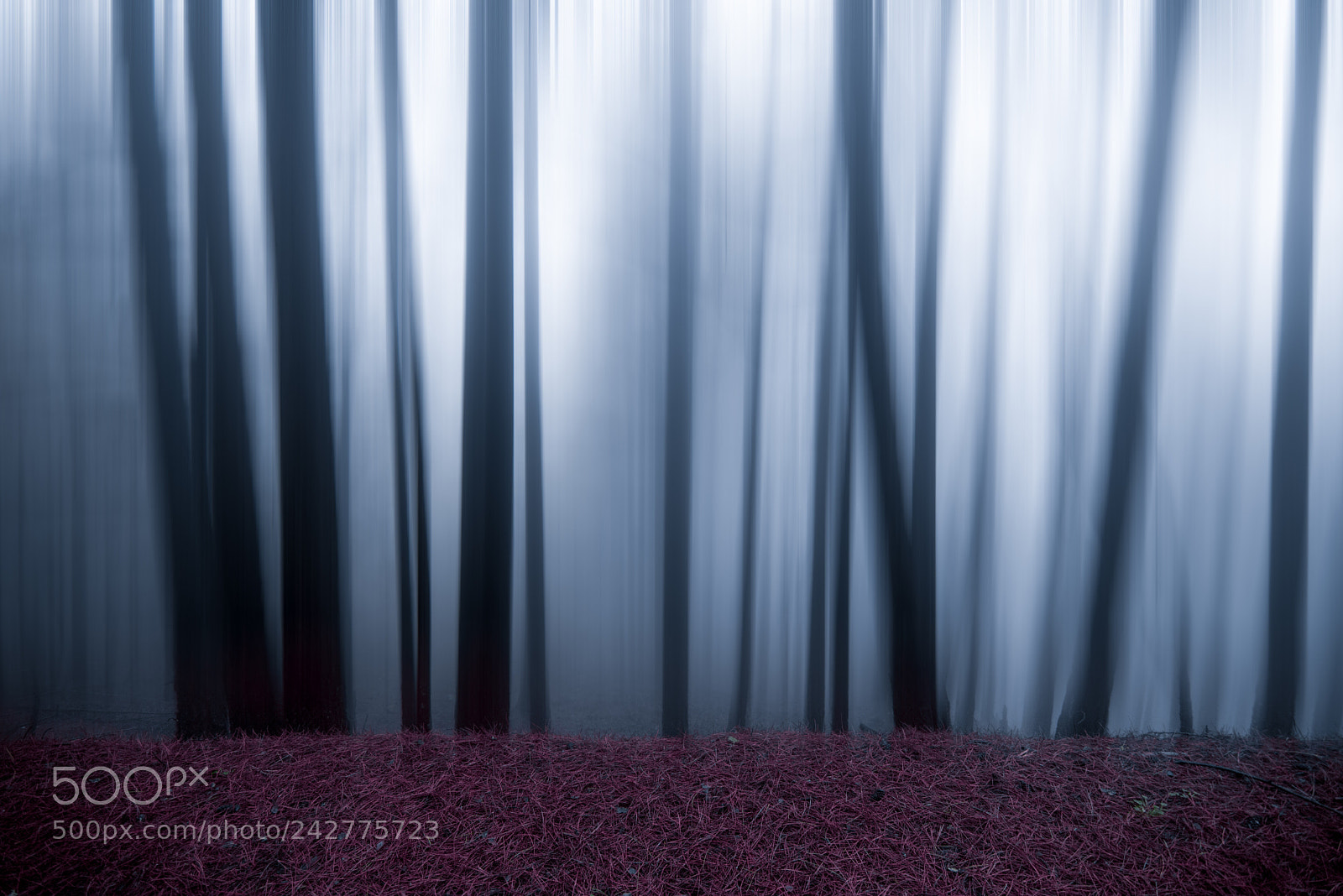 Nikon D610 sample photo. Enchanted forest photography