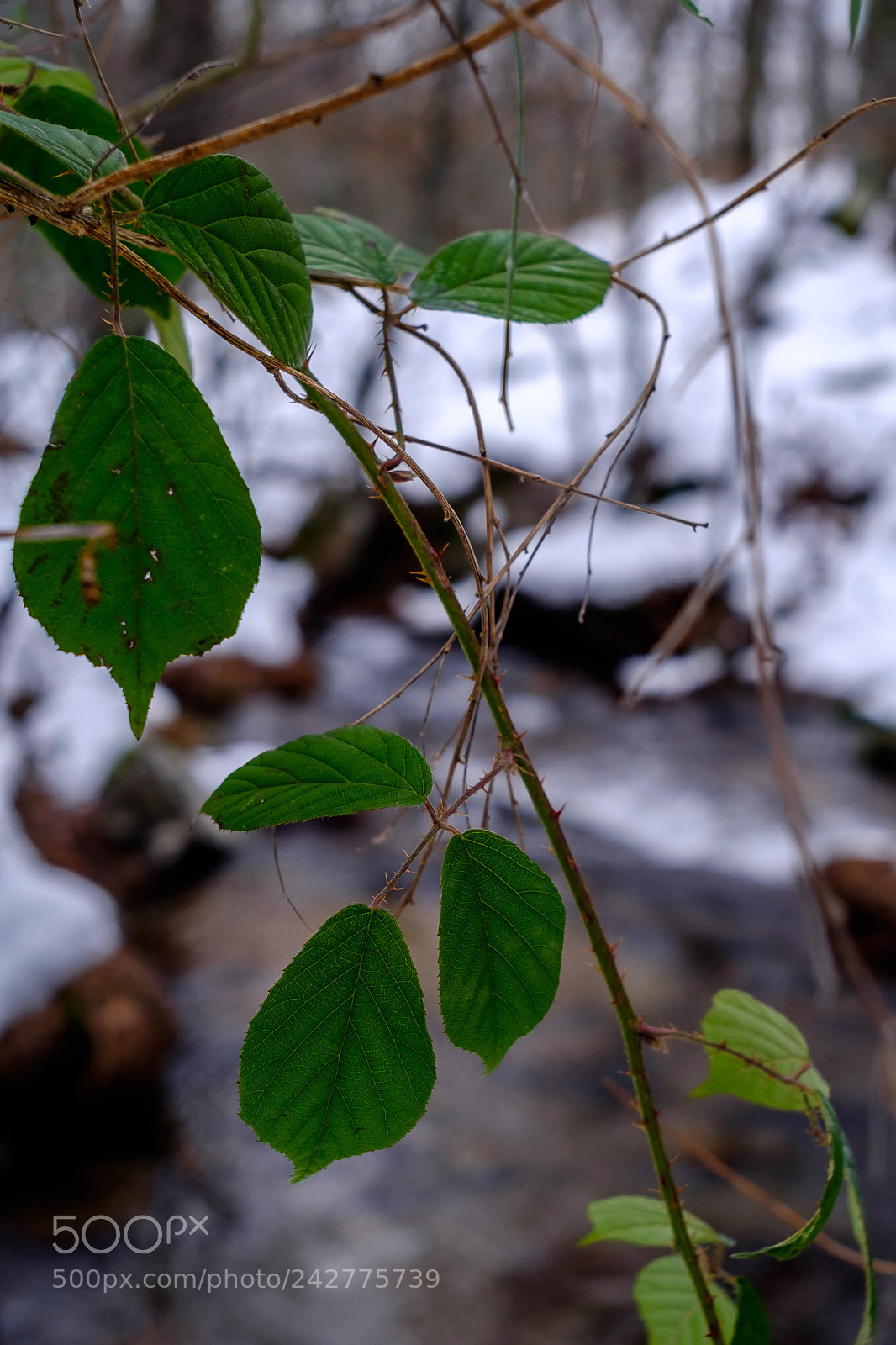 Fujifilm X-T1 sample photo. Invierno photography
