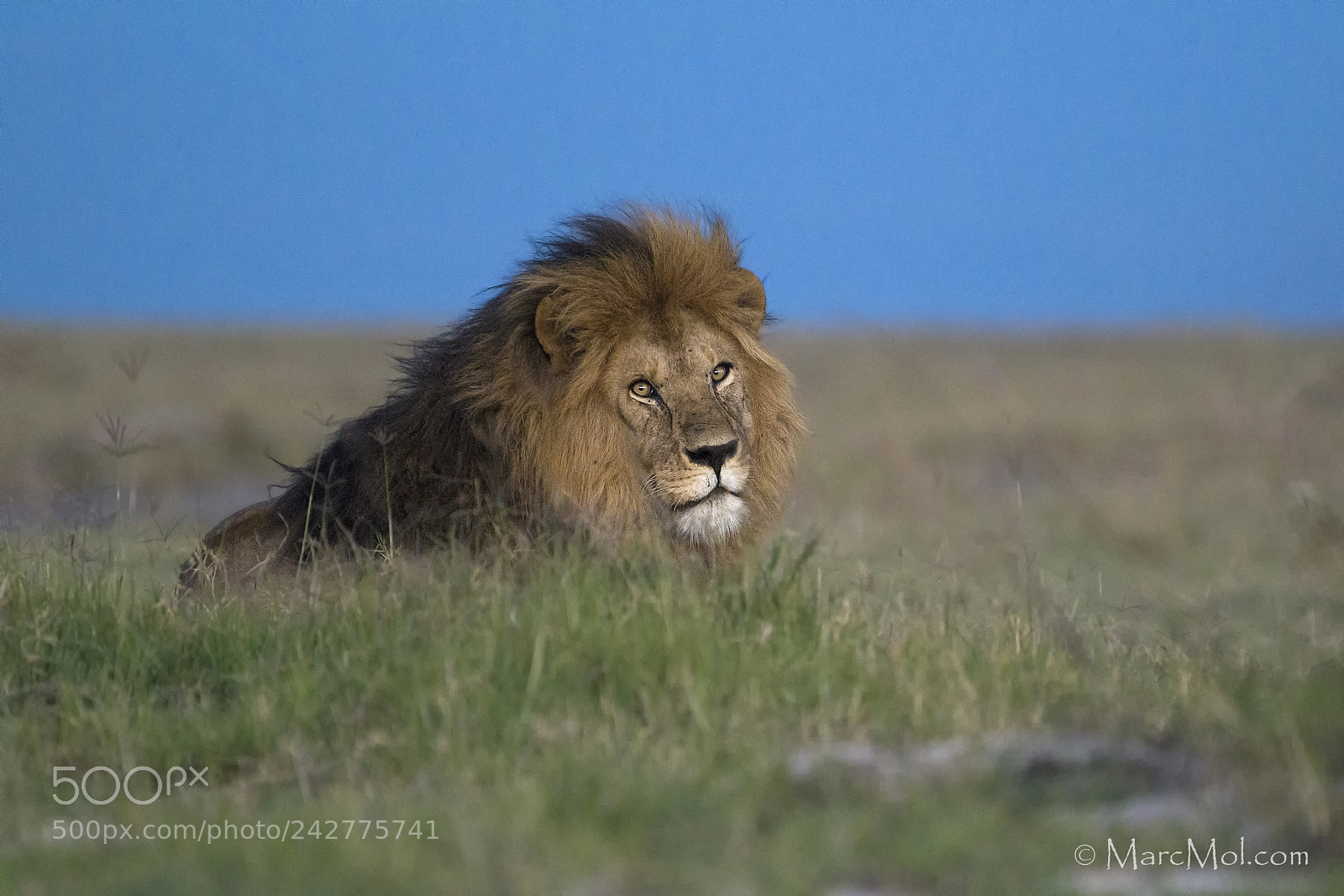 Nikon D850 sample photo. Pride male @ dusk photography