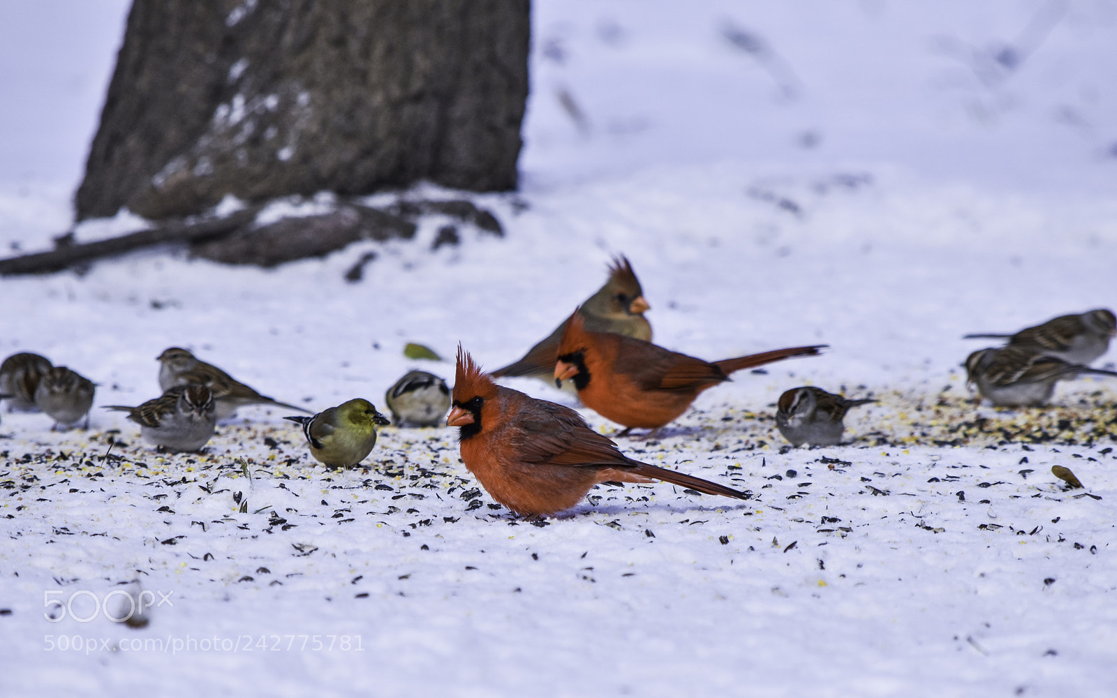 Nikon D5500 sample photo. Birds in the snow photography