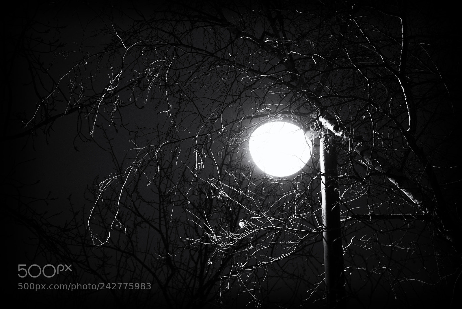 Sony a7S sample photo. Branches photography