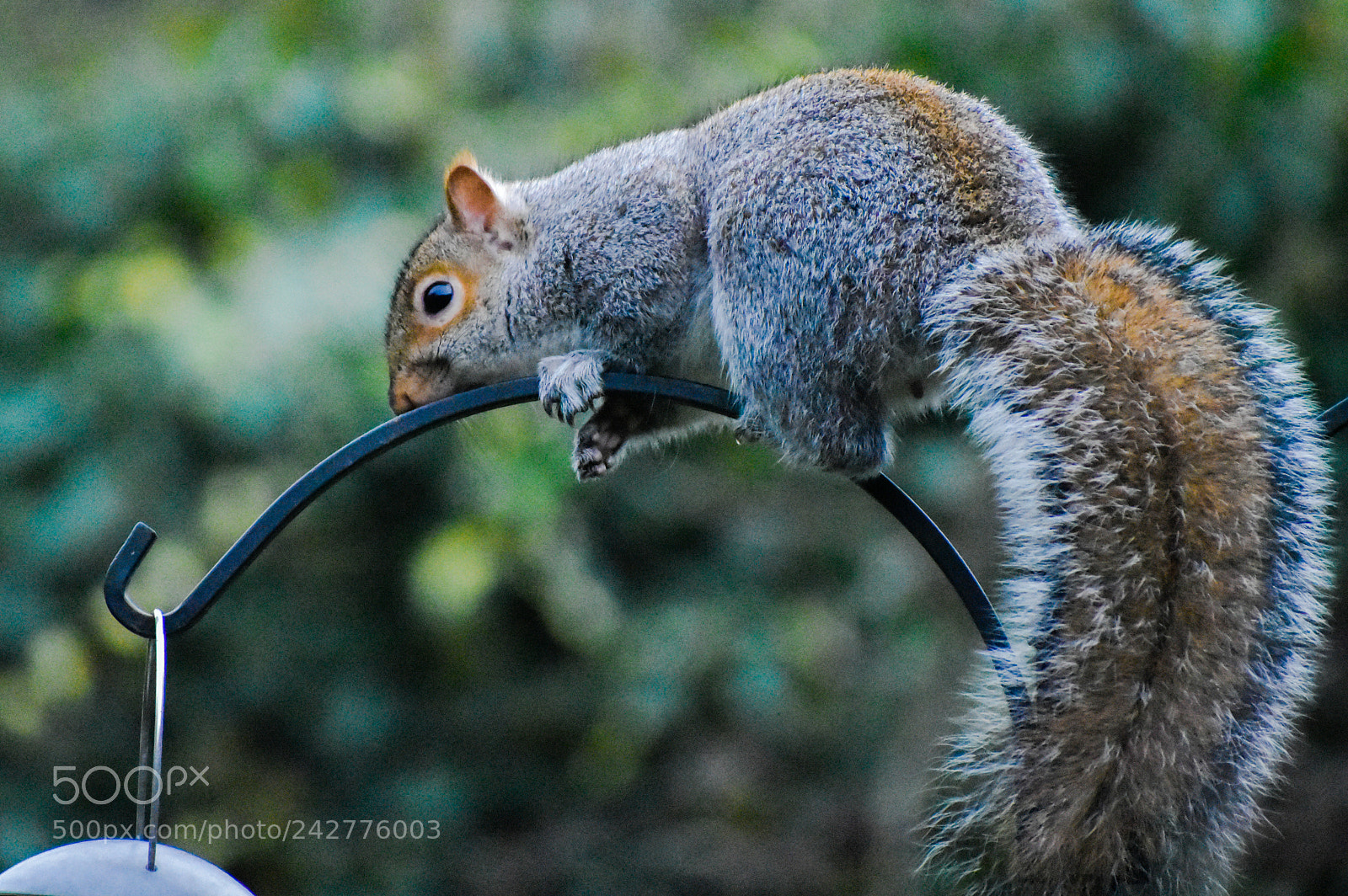 Nikon D3400 sample photo. Squizzle on the wire photography