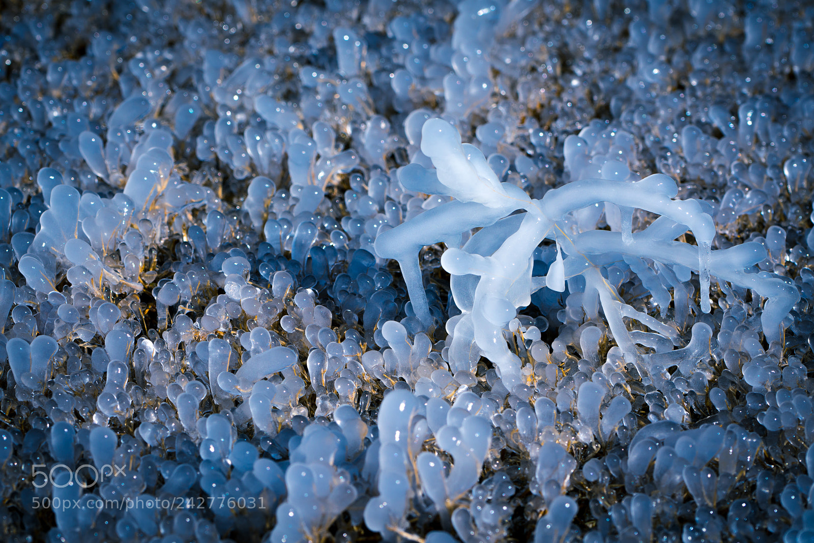 Sony a7R III sample photo. Frozen grass photography