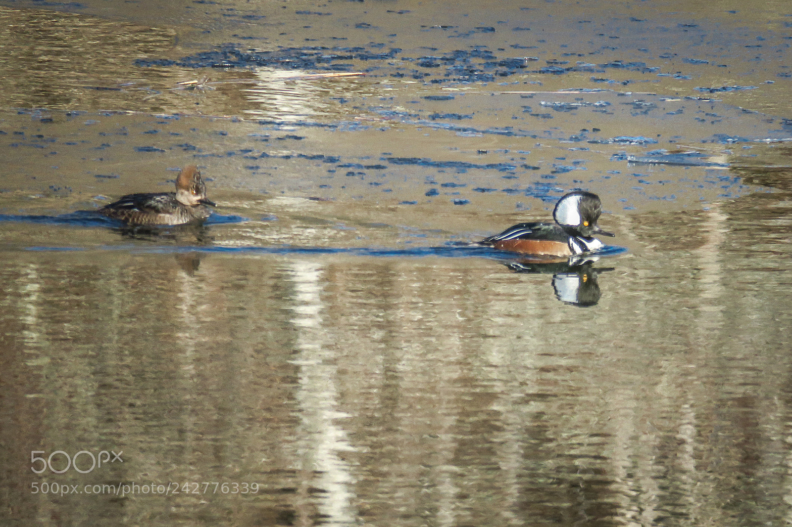 Canon PowerShot G3 X sample photo. Merganser photography