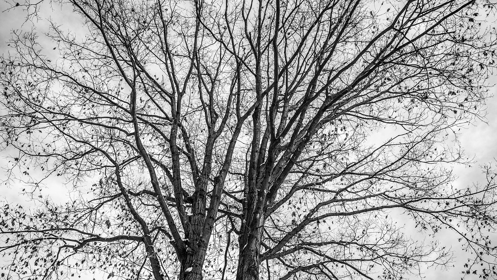 Canon EOS-1D X Mark II sample photo. Shattered sky photography