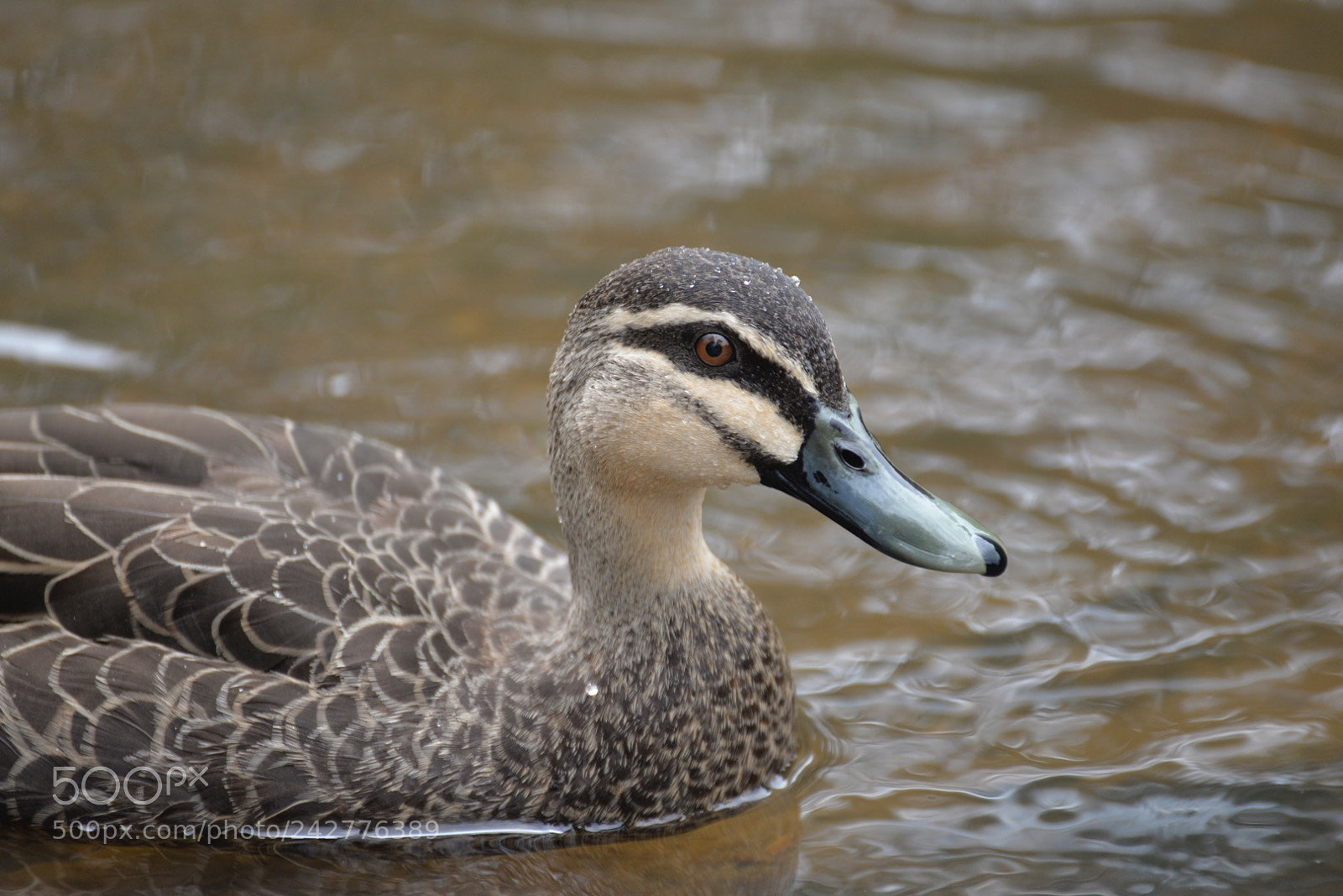 Nikon D610 sample photo. Untitled photography