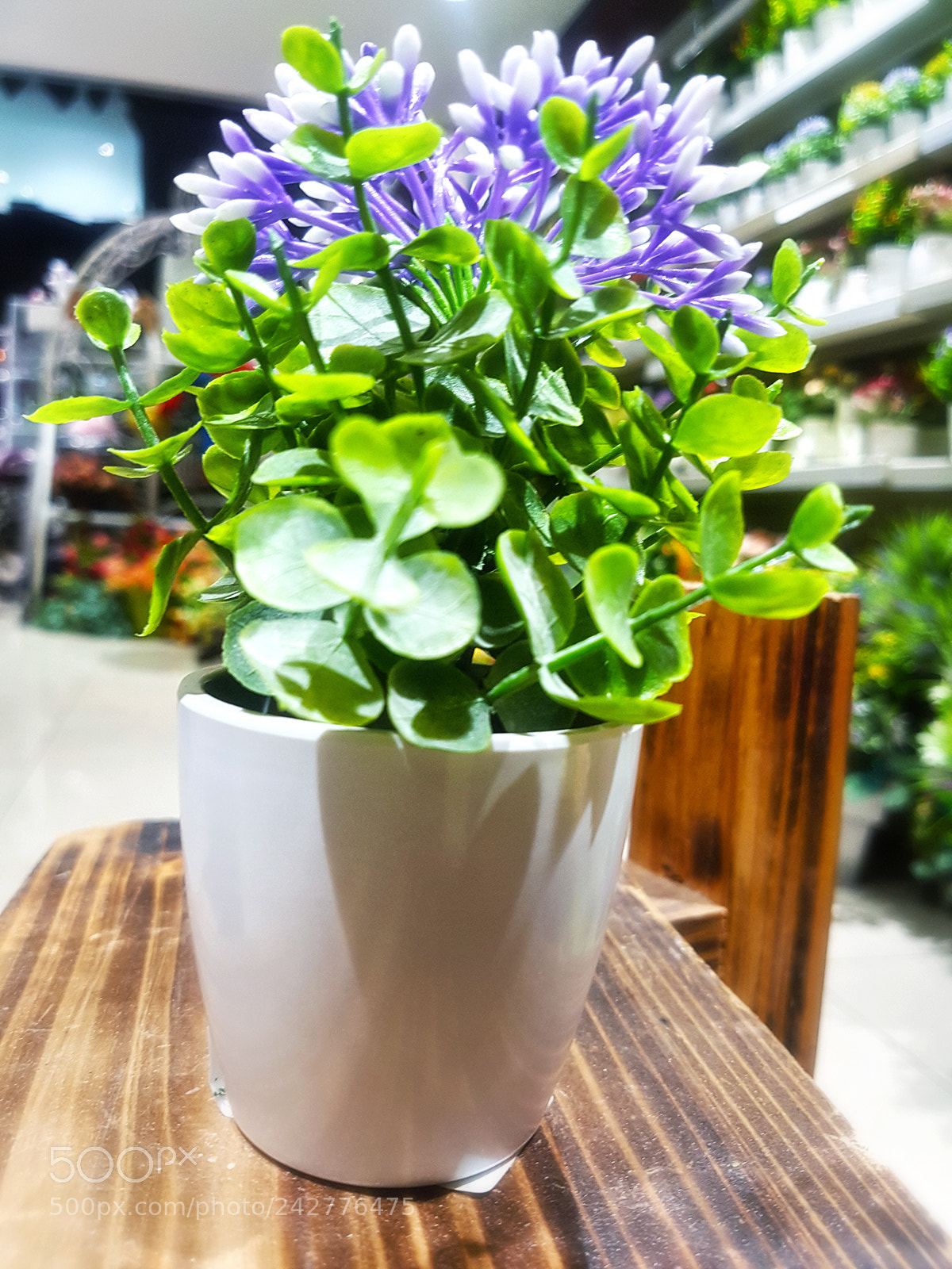 Samsung Galaxy S7 Edge sample photo. Piant photography